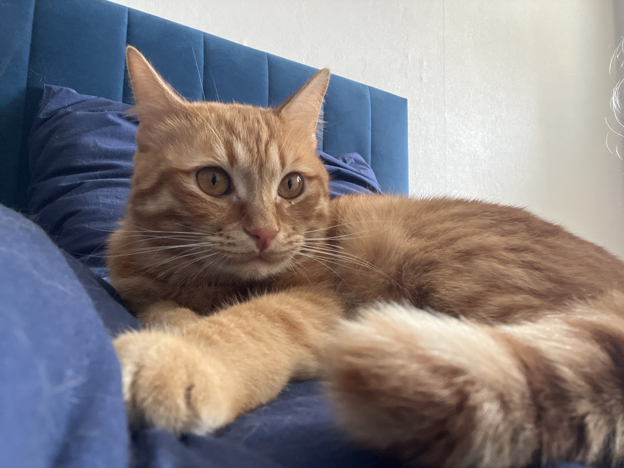 An orange tabby cat is lying on a blue bed. The cat is facing towards the left side of the frame, with its tail curled around its body. The cat's eyes are open and focused. The bed has a blue headboard. The background is a white wall.
There is no evidence to suggest that the location is Moscow, Russia.