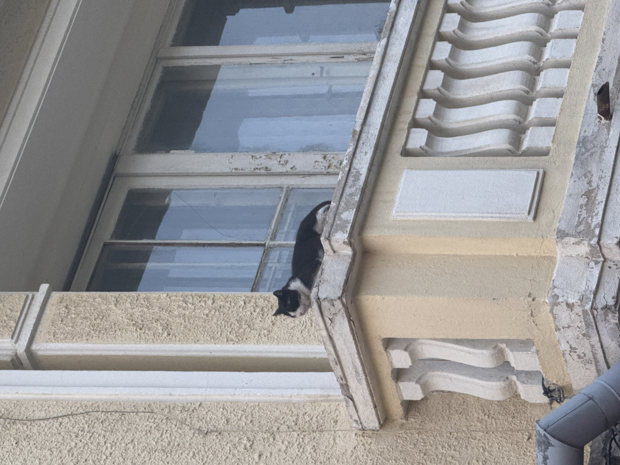 A black and white cat is partially visible hanging down from a ledge below a window in a building. The building's facade is textured and painted in light yellow and white tones. The architecture includes decorative corbels and a textured overhang. A downspout is visible on the right side of the image. The location is Unknown, Unknown.