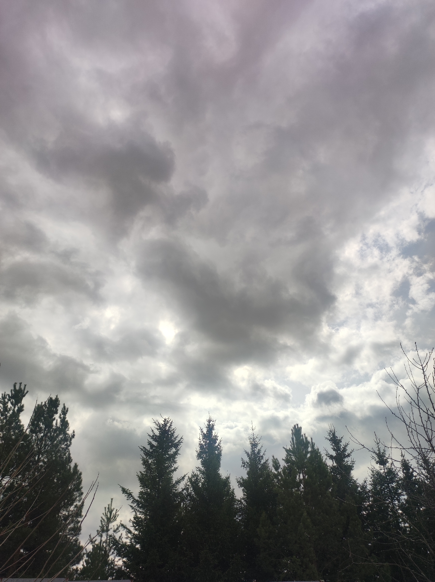 The image shows a view of the sky with heavy, grey clouds above a line of evergreen trees. Some light breaks through the clouds in certain areas. In the bottom part of the image, the tops of multiple evergreen trees are visible. The location is Фоки, Russia.