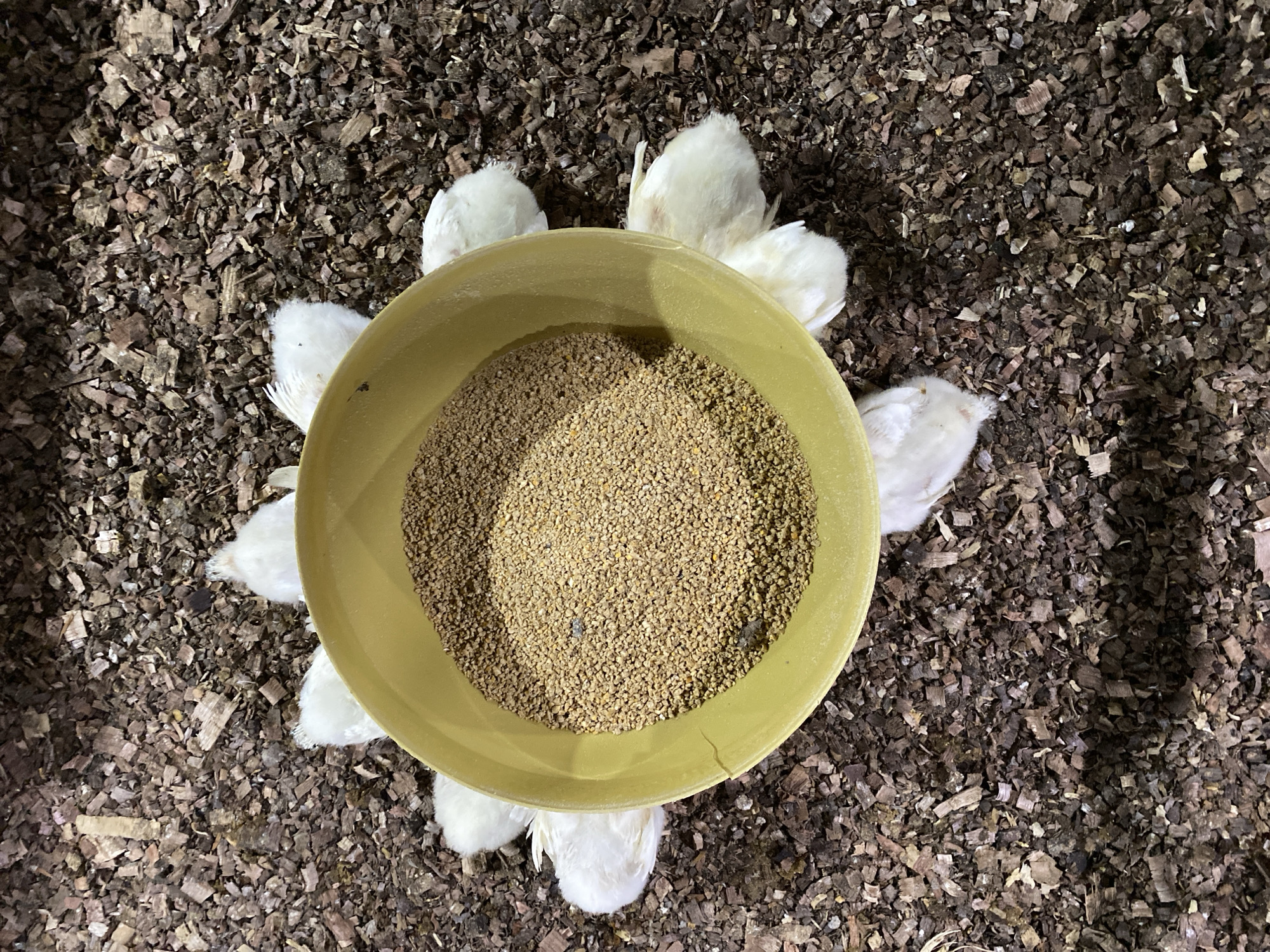 A high-angle medium shot captures a circular arrangement of eight young white chickens surrounding a yellow plastic bowl filled with coarse feed. The chickens are positioned with their heads turned towards the bowl, suggesting they are feeding. The bowl is situated on a bedding of wood shavings, common in poultry coops. The lighting is dim, with some shadows visible, indicating an indoor setting. The image composition focuses on the chickens and their feed, with the background of wood shavings creating a textured ground. There is no specific identifiable information to pinpoint the location to Palohdama, Indonesia.
