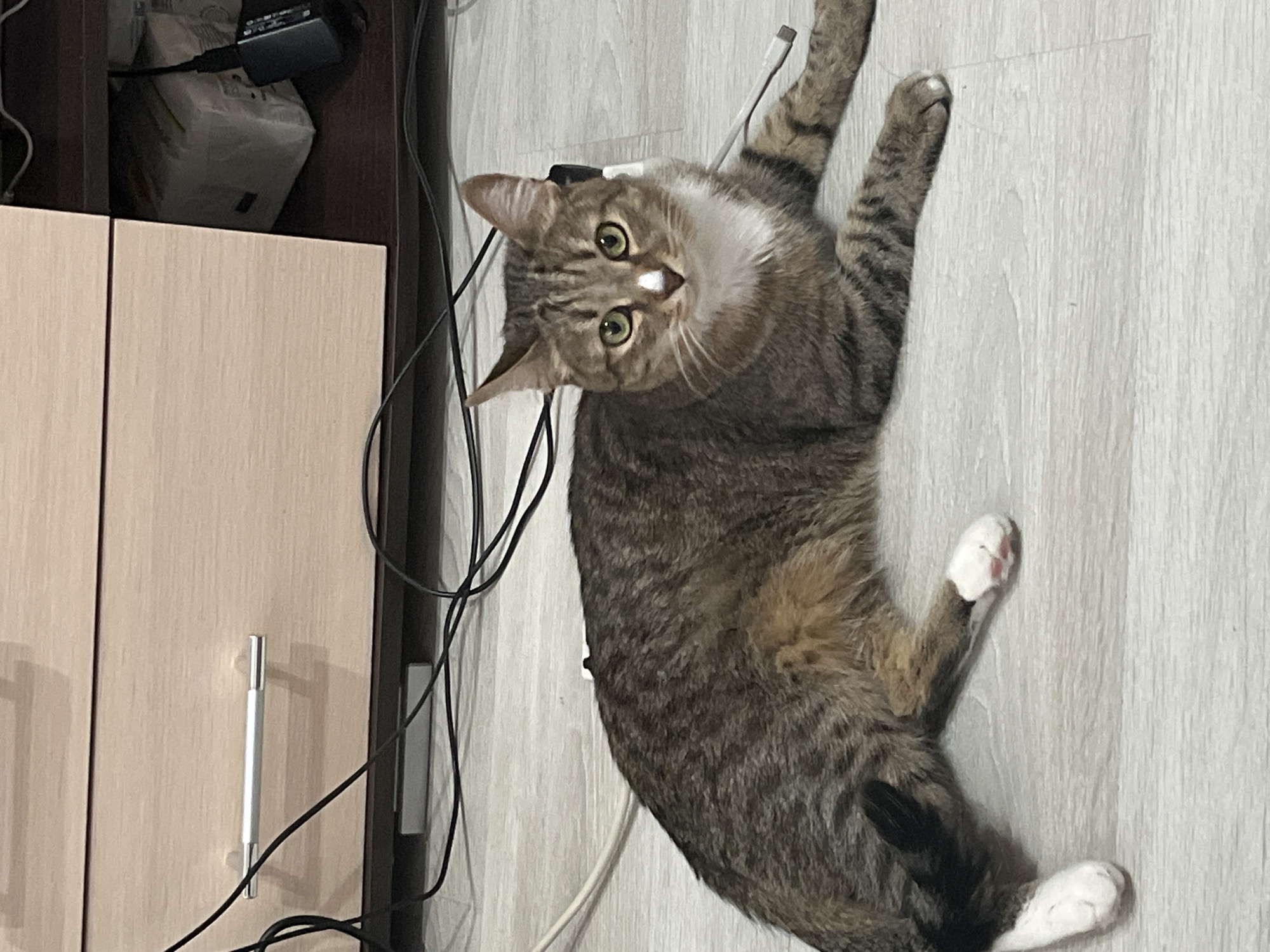 A domestic tabby cat is lying on a light gray, wood-look laminate floor in what appears to be a residential indoor setting. The cat is positioned with its head tilted towards the viewer, its green eyes visible and a small white spot on its nose. Its fur is predominantly gray and brown with dark tabby markings. Its paws are partially white. Behind the cat is a light-colored cabinet with a metal handle. Numerous black and white cables are running along the wall behind the cabinet. Based on geolocation data, the location is in Izhevsk, Russia.