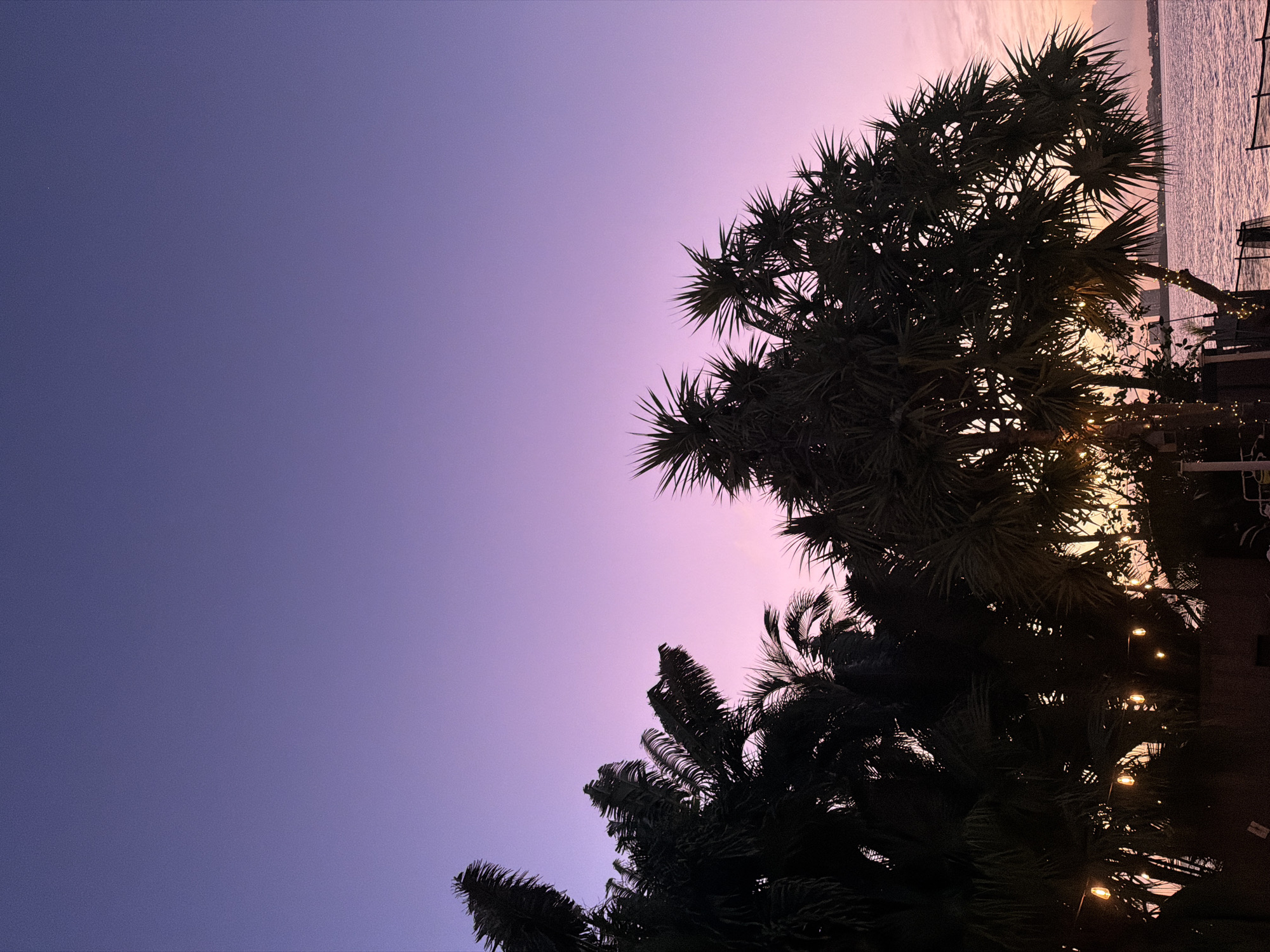 The photograph presents a scene at dusk or dawn in an unknown area. The sky graduates from a deep purple on the left to a softer lavender-pink hue on the right. Silhouetted palm trees and other foliage occupy the right half and lower corner of the composition. Through the branches, there are glimpses of light, possibly from street lamps. The overall impression is a tranquil and somewhat mysterious urban or suburban scene at the end of the day.
Given the reference to Miami Beach, the photograph could depict a setting near a coastal area, with the silhouetted foliage being typical of tropical or subtropical vegetation. The bodies of water are reflecting a purple hue, which looks like water. The scene is not in the city of Miami Beach.
