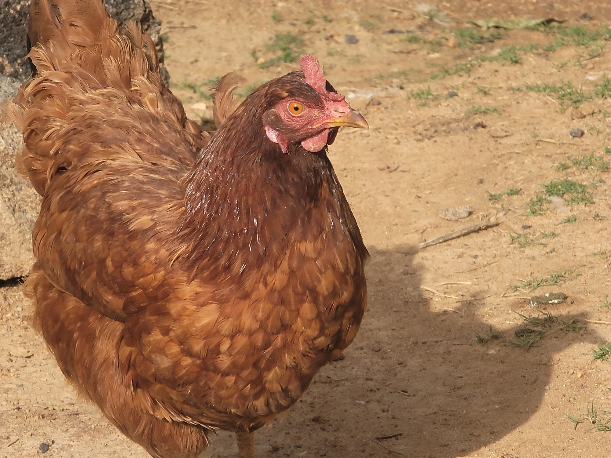 A brown hen stands on bare, sandy ground with sparse patches of grass. The hen is predominantly brown with darker hues on its neck and breast feathers. Its head is turned slightly to the right, showing a red comb and wattle. The hen's eye is bright orange-yellow. The ground is dry and cracked with small patches of green vegetation and small stones scattered throughout. A dark shadow cast by the hen falls on the ground to the right. The image was taken in Barakin Akawo, Nigeria.