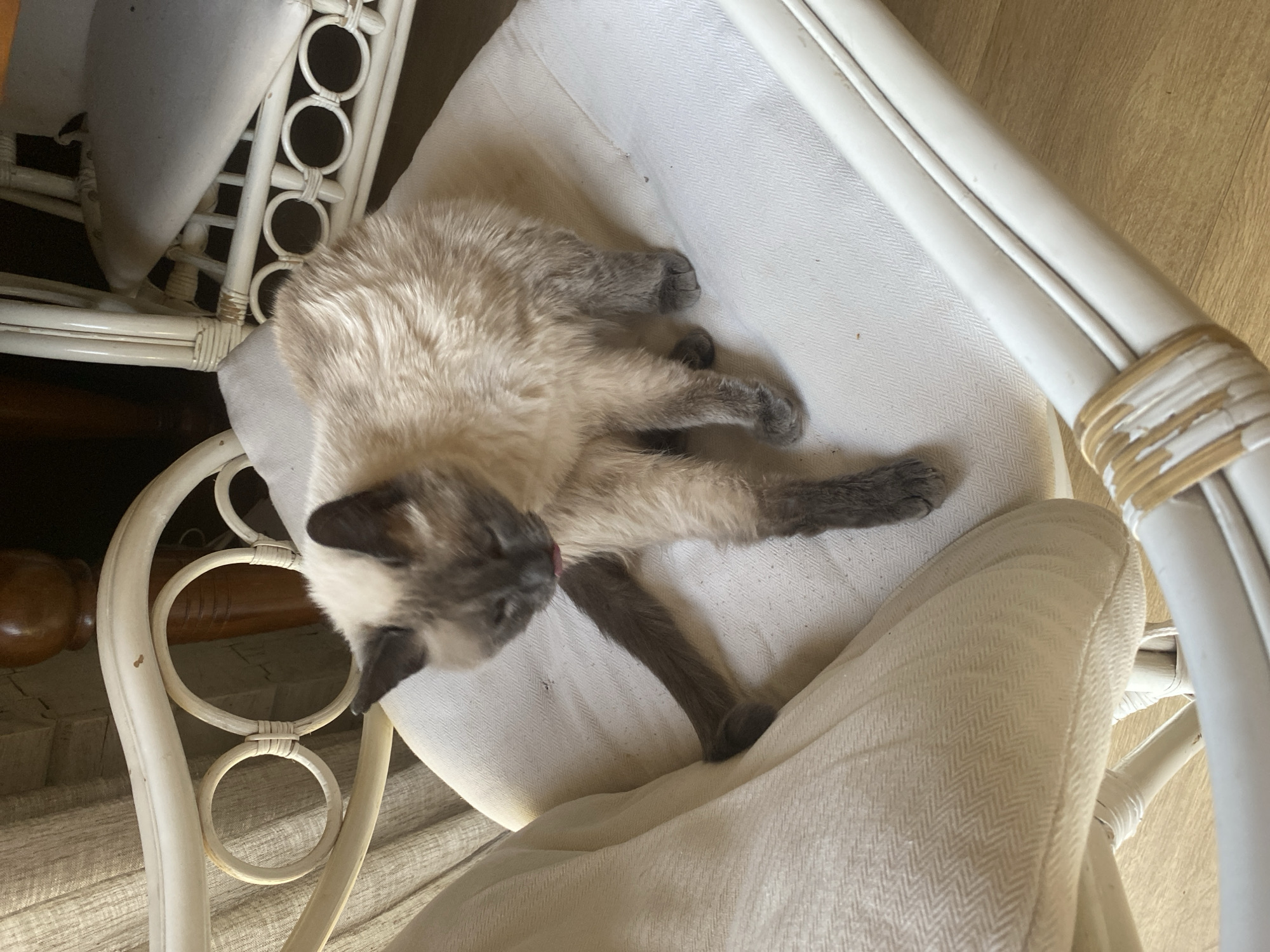A Siamese cat is grooming itself while sitting on a white cushioned chair. The cat's fur is a light tan with darker brown points on its ears, face, legs, and tail. Its eyes are closed, and its tongue is extended, licking its front leg. The chair is made of white wicker and has a woven pattern on the cushions. The background is blurred but appears to be an indoor setting with wooden flooring and a wooden piece of furniture. This scene is not located in the city of Aderbievka, Russia, as there is no evidence to suggest this specific location.