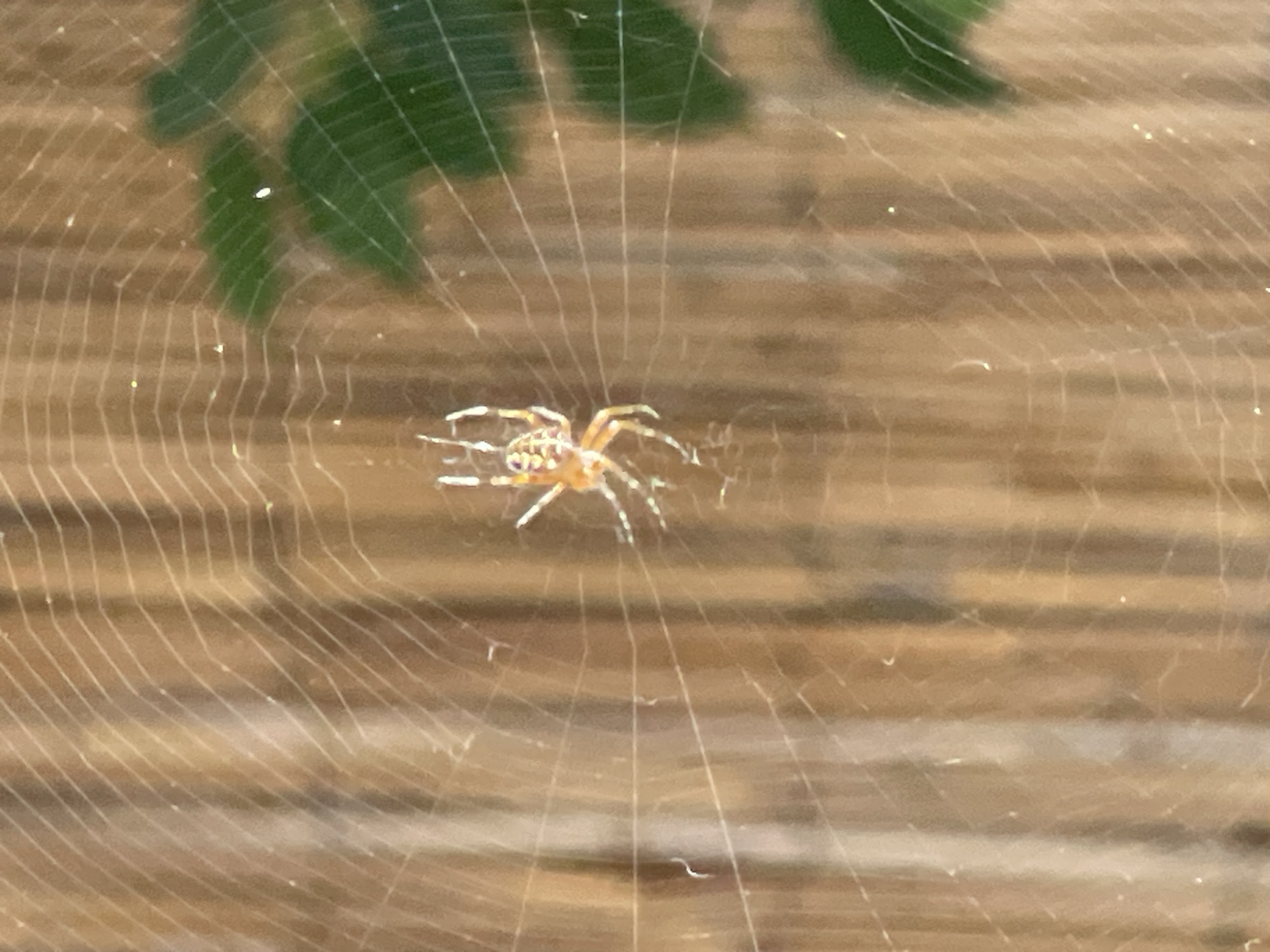 The image shows a spider on a web. The background is out of focus but appears to be a wooden fence and some green foliage, possibly from a plant or tree. The spider is light brown and orange with distinct markings on its abdomen and legs. It is positioned in the center of the web, which is delicate and intricate. The lighting suggests it is daytime. No people or any recognizable landmarks of Svetlogorsk, Russia are visible.