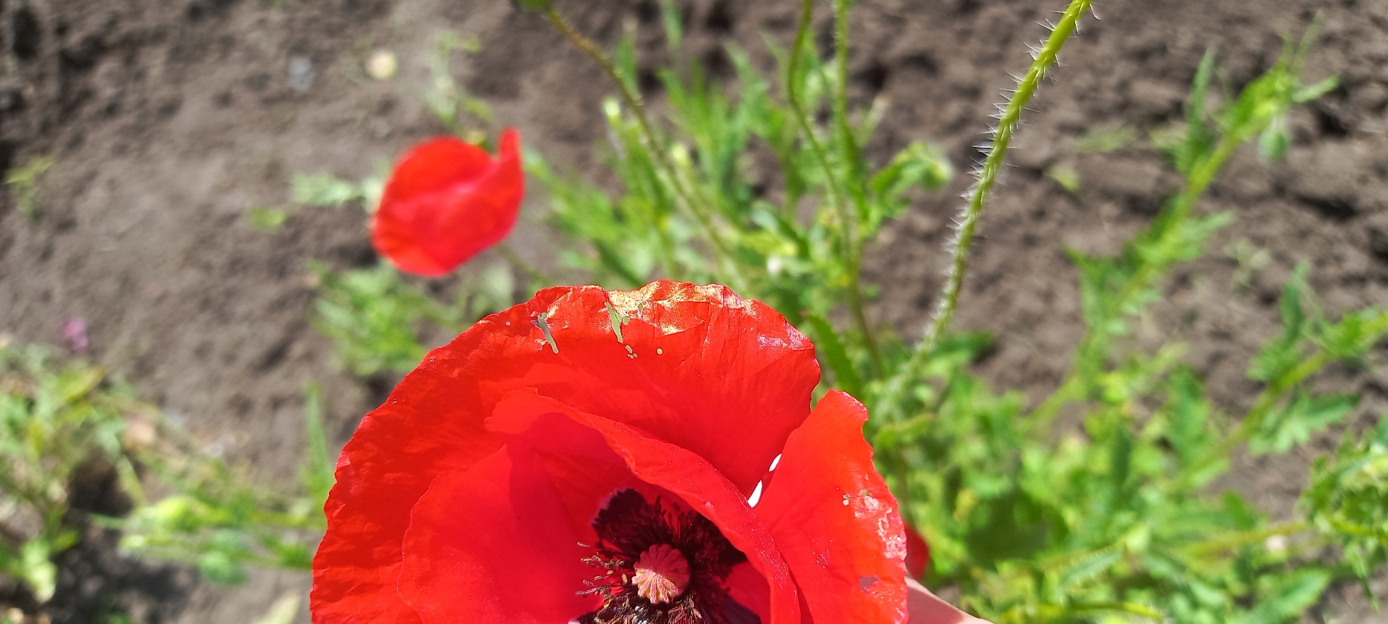 The image shows a close-up of a red poppy flower in a garden. The flower is the main subject and is prominently displayed in the foreground. The flower's petals are bright red, and the center of the flower is dark. The petals have some damage and there is a small insect on the petal. Behind the poppy, there is another poppy flower, and green foliage. The ground is visible in the background, appearing to be a mix of soil and small plants. The location is possibly in the city of Kryvyi Rih, Ukraine.
