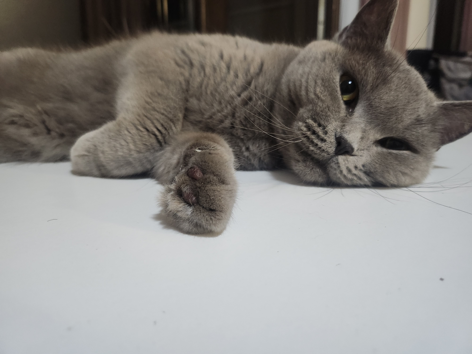 A grey cat is lying on a white surface. The cat is in the foreground, with its head resting on the surface and its body extending into the background. The cat's eyes are partially closed, and its mouth is slightly open. Its fur is short and dense, and its paws are visible. The background is out of focus, but it appears to be a room with furniture. The image is taken from a low angle, looking up at the cat. There is no indication that this scene is located in Tsarevo, Bulgaria.