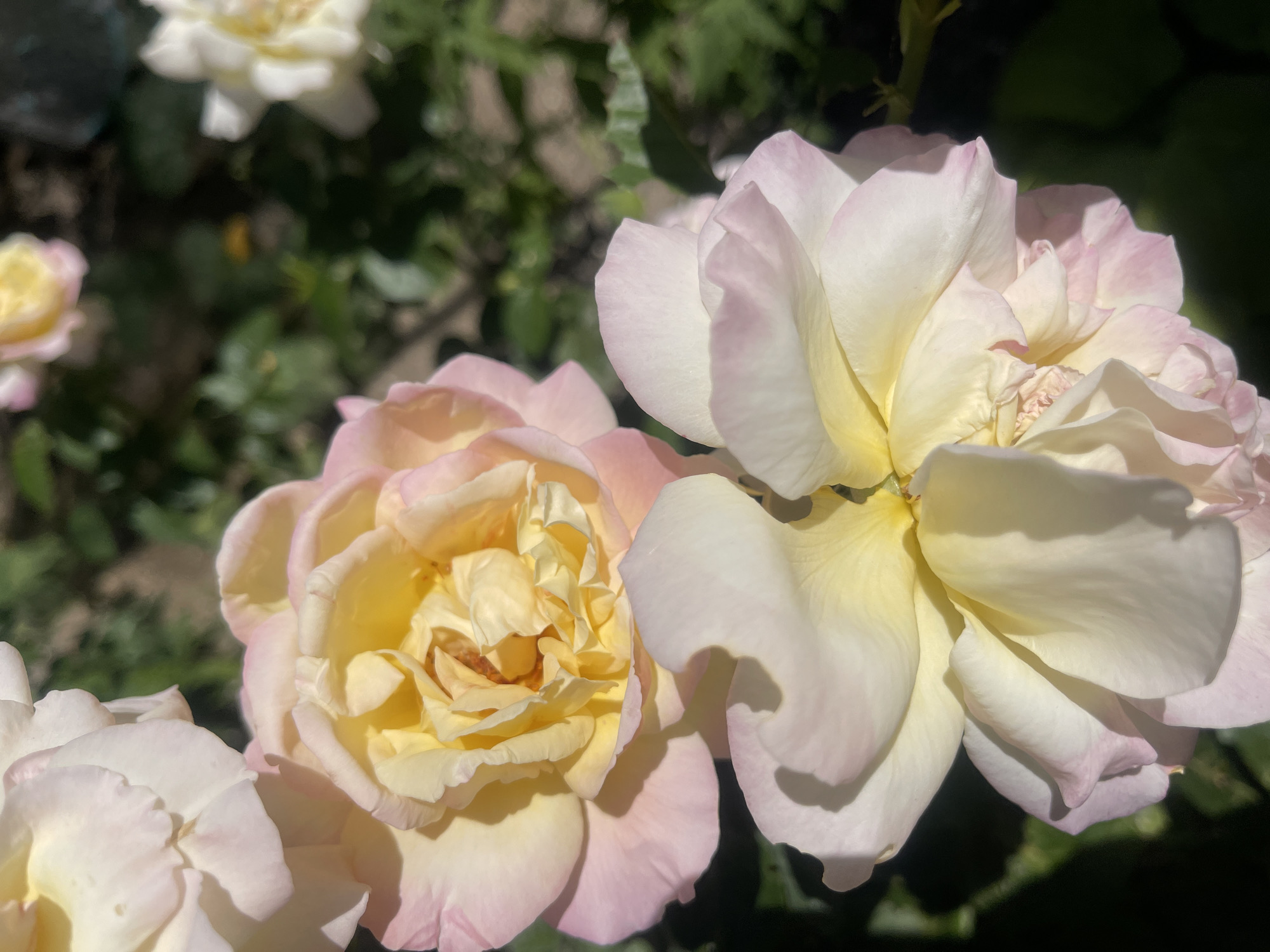 A close-up, eye-level shot captures two roses in bloom, bathed in natural sunlight. The rose in the foreground is primarily white with delicate pink edges on its petals, and a pale yellow center. The rose behind it, slightly out of focus, displays a more pronounced yellow hue in its center, transitioning to soft pink at the petal edges. Both roses exhibit layers of velvety petals, with some showing slight wilting. The background is a blur of green foliage, suggesting an outdoor garden setting. The scene is devoid of any people or human activity. The image evokes a sense of natural beauty and the ephemeral quality of flowers.