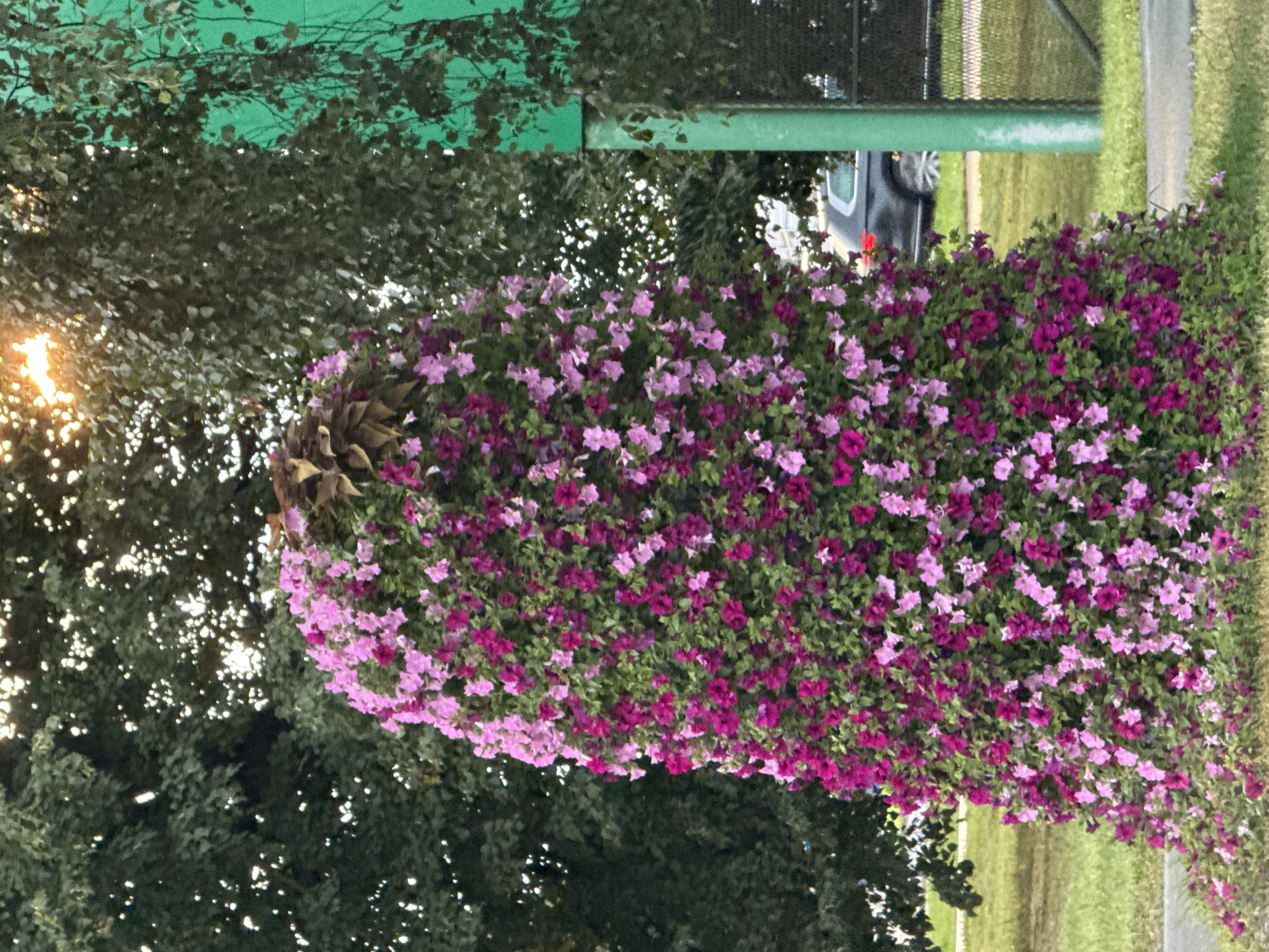 The image shows a large, conical planter overflowing with pink and magenta petunias. The planter is situated outdoors, with lush green trees in the background and a bright, sunlit sky peeking through the foliage. To the right of the planter, a bright green pole and fence are visible. In the distance, a black car is parked on a paved area, with hints of buildings and more greenery beyond. The overall scene suggests a well-maintained public space, possibly a park or a decorative area within the city of Tallinn, Estonia, though no specific landmarks or identifying features of Tallinn are present in the image. The lighting suggests it is daytime, possibly late afternoon due to the angle of the sun.