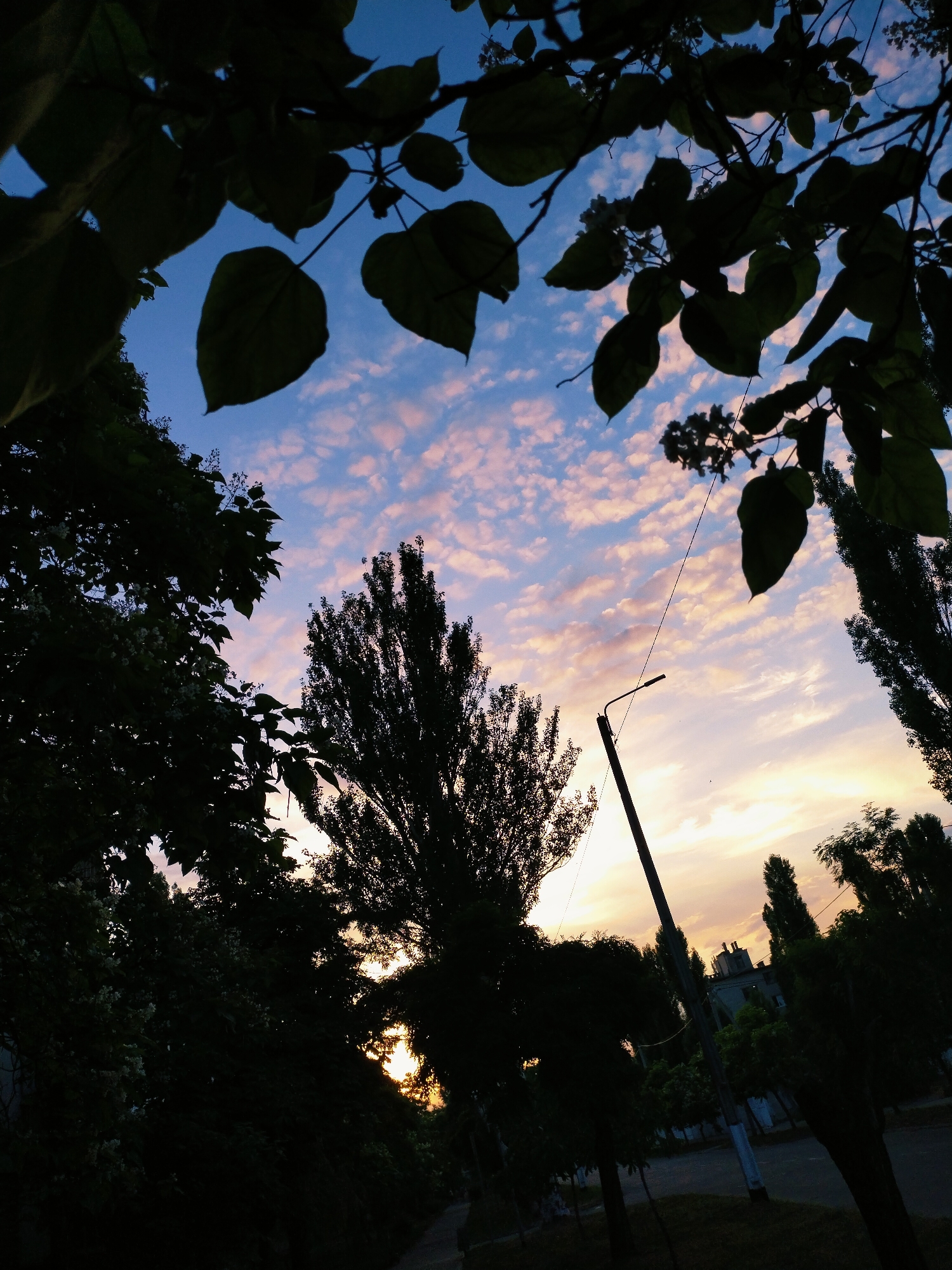 The image depicts a silhouetted view of trees and a lamppost against a sky filled with scattered clouds illuminated by the setting sun. The sky transitions from a deep blue at the top to soft hues of pink and orange near the horizon. In the foreground, dark green foliage and branches frame the scene, creating a sense of depth. A tall, slender tree with dense foliage stands prominently in the center-right, with its silhouette partially obscuring the sky. To the left, another cluster of trees and branches, some with small white flowers, also contribute to the framing. A dark, diagonal lamppost extends upward from the bottom right, with its light fixture visible against the colorful sky. In the background, buildings and more trees are faintly visible through the silhouettes. The overall atmosphere is serene and twilight-like. The image is likely taken in Horishni Plavni, Ukraine, given the context of the prompt. There are no people or specific actions captured in the image.