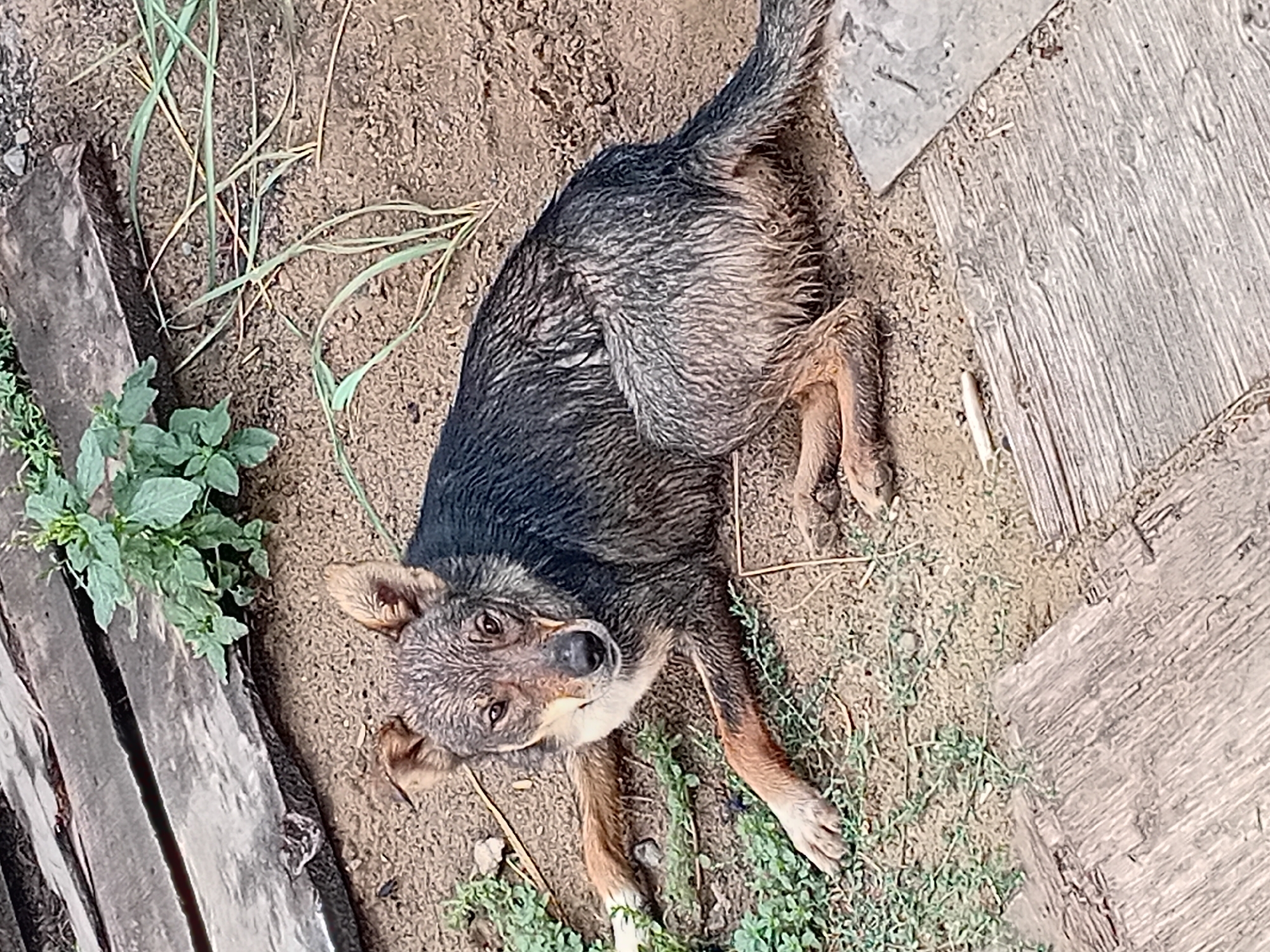 The image depicts a medium-sized dog lying on sandy ground near some wooden planks and sparse vegetation. The dog appears to have wet fur, with a mix of brown and black coloring. Its ears are perked, and it is looking directly at the camera. The setting is outdoors, with a rough, unpaved surface. There is no discernible indication of the specific location within the city of Semey, Kazakhstan, in the provided image.