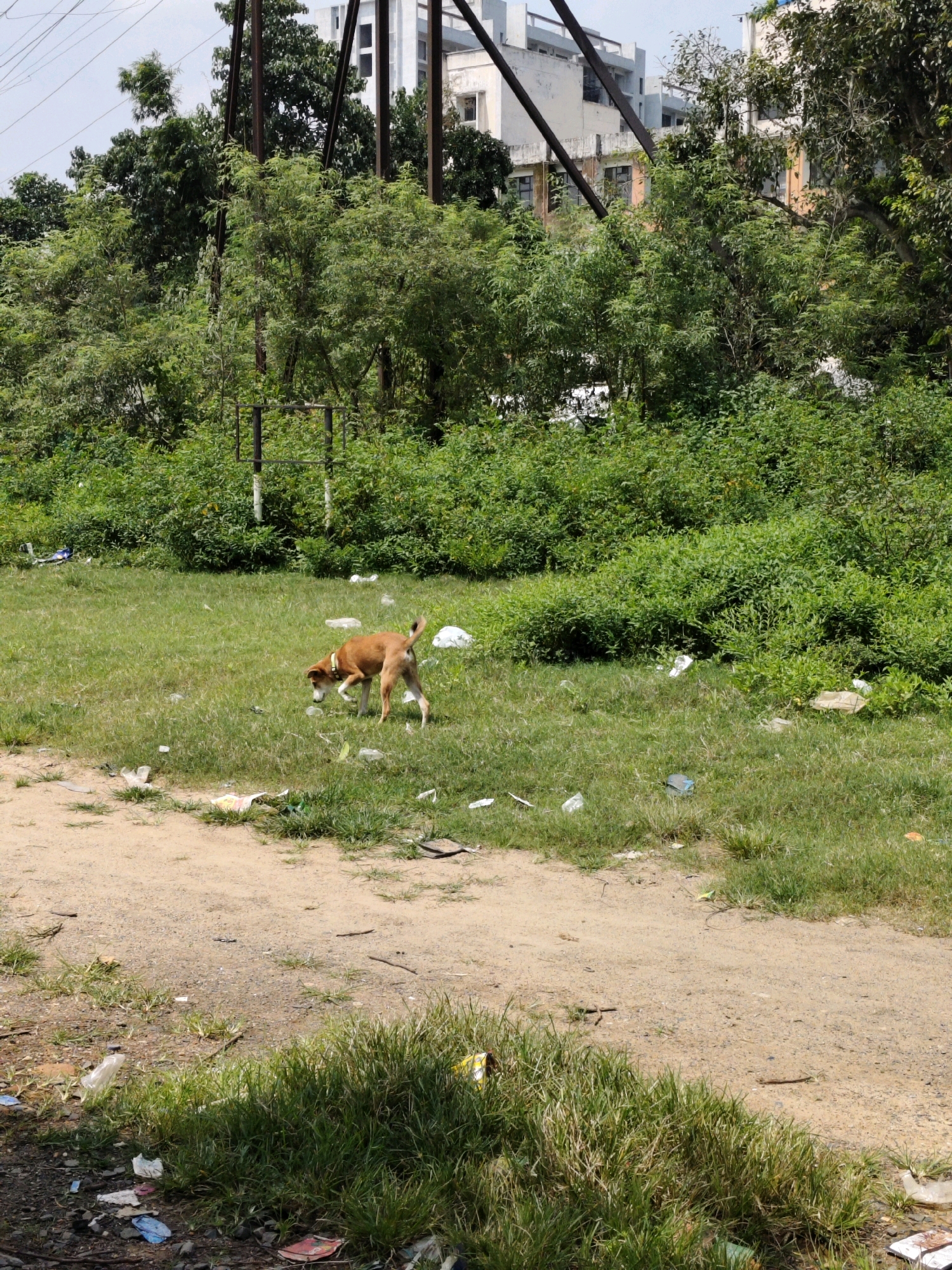A medium shot captures a brown dog with a yellow collar standing in a grassy area littered with plastic waste. The dog is sniffing the ground, with its tail raised. Behind the dog, a dense wall of green foliage fills the background, with the upper floors of a white, multi-story building visible through the leaves. The scene is set in a semi-urban area, likely a vacant lot or undeveloped land within the city of Ranchi, India, characterized by the presence of both vegetation and discarded human refuse. Power lines and metal poles are also visible in the upper part of the image, further suggesting an urban fringe location.