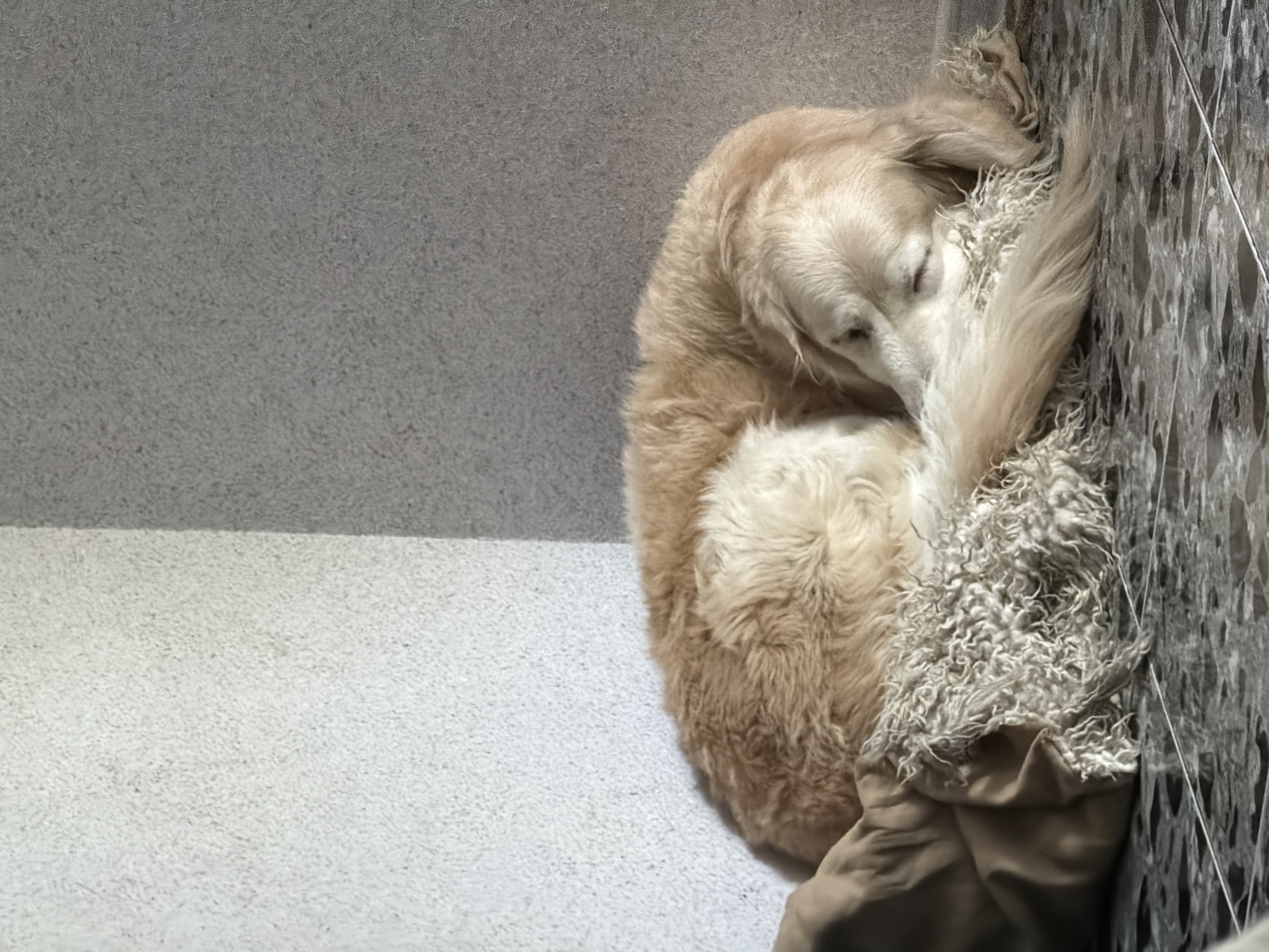 A golden retriever is curled up asleep on a beige blanket on a carpet. The dog is positioned next to a textured wall. The location is not identifiable as Tbilisi, Georgia, without further information.