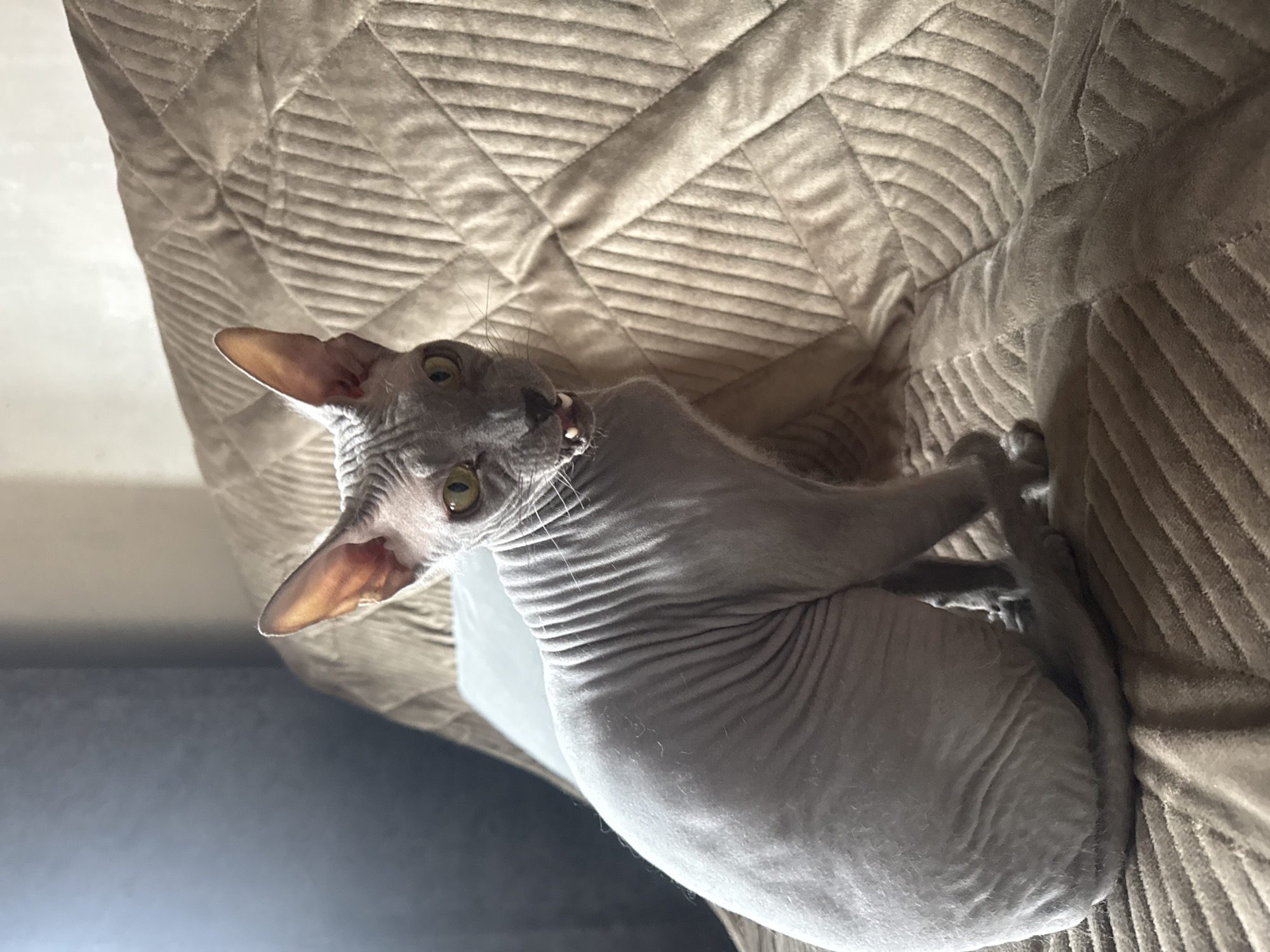 A gray, hairless Sphynx cat is lying on a tan, textured couch or bedspread. The cat's head is tilted upwards, looking at the camera. The background is out of focus, but appears to be a wall and possibly another piece of furniture. There is no indication in the image to suggest this photograph was taken in Votkinsk, Russia.