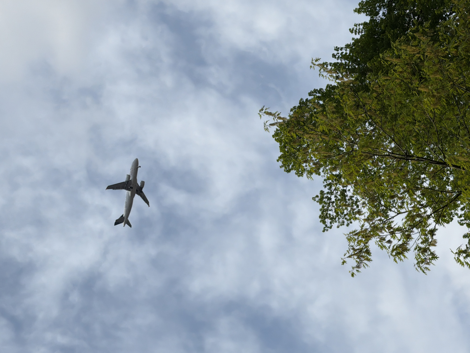 An upward-angled shot captures a commercial airplane ascending against a cloudy sky, framed on the right by the vibrant green foliage of a tree. The airplane, seen from directly below, occupies the mid-left portion of the frame, its white fuselage, wings, and engines distinctly visible. The landing gear appears to be deployed, suggesting it is either in the process of taking off or making a low approach. Its tail fin and horizontal stabilizers are clearly outlined against the sky, as are the two engines mounted beneath its wings.
To the right, a densely leaved tree fills approximately one-third of the image. Its branches are laden with fresh, bright green leaves, and numerous delicate, elongated, light-colored structures, possibly catkins or flowers, dangle from the branches, hinting at spring or early summer.
The sky is overcast with soft, diffused clouds, varying in shade from light grey to off-white, with some brighter patches indicating filtered daylight. The overall impression is one of a daytime scene, though the heavy cloud cover prevents precise determination of the sun's position. There are no discernible people, specific location cues, or visible text within the image.