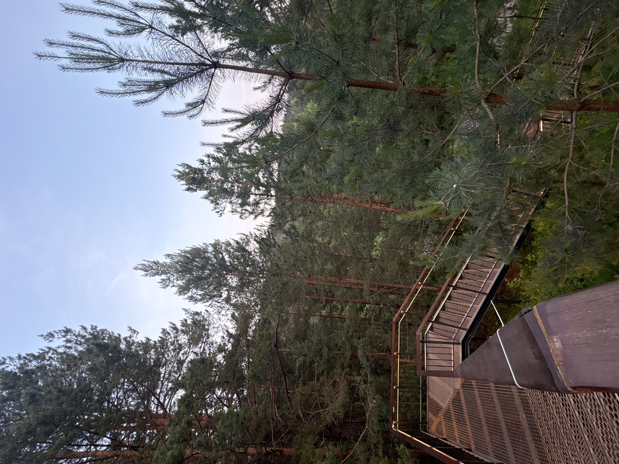 This is an eye-level, wide-angle shot of a modern metal walkway with integrated lighting, winding through a dense pine forest. The walkway, constructed with a perforated metal surface and dark metal railings, leads down to the left and curves around to the right. The forest floor is covered in lush green undergrowth. Tall pine trees, with their distinctive reddish-brown bark and dark green needles, dominate the scene, creating a textured canopy that partially obscures the light blue sky. The overall impression is one of a man-made structure integrated into a natural, somewhat wild environment. The specific location in Krasnoyarsk, Russia, is the "Stolby National Park," specifically on the "Krasnoyarskaja Travellator" or "Eco-path," a popular tourist attraction that offers elevated views of the surrounding Taiga. No people are visible in the image.