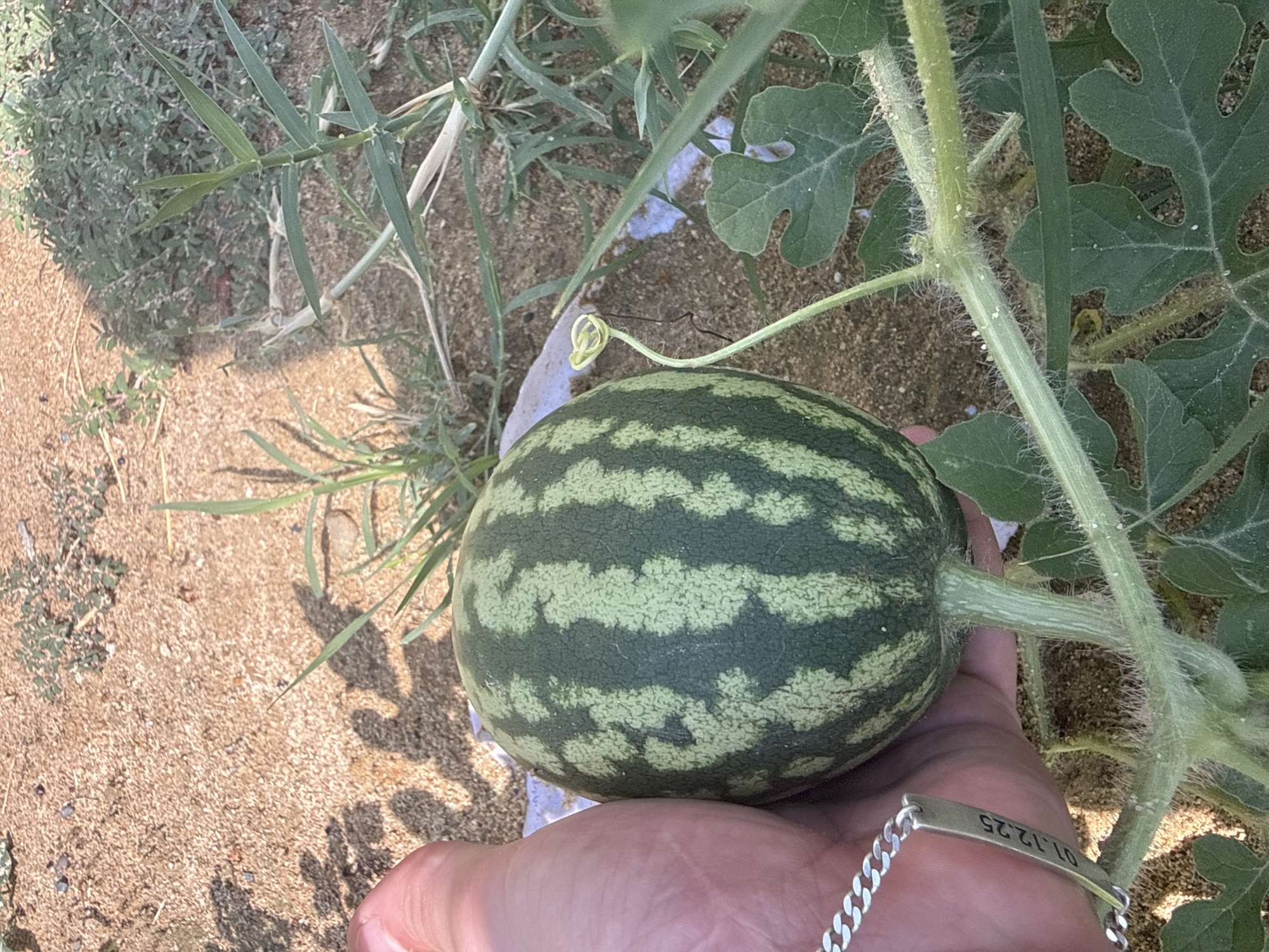 A person's hand is holding a small, striped watermelon. The watermelon has dark green and light green stripes. The hand is wearing a silver bracelet with the engraving "01.12.25". The watermelon is attached to a vine with fuzzy stems and large, lobed leaves. The ground is covered in sand and small stones, with some dry grass and green foliage in the background. The lighting suggests it is daytime. The image does not contain any specific information about the location in Tbilisi, Georgia.