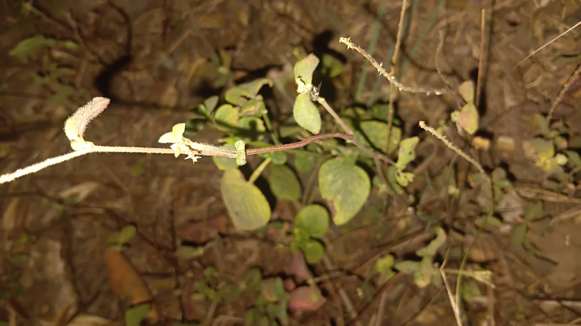 The image shows a close-up of a thin, light-colored stem with small leaves and a single, fuzzy, pinkish-purple flower bud. The stem is positioned vertically in the center of the frame, with the flower bud at the top. The background is out of focus and appears to be a mix of dry leaves, dirt, and other vegetation, suggesting an outdoor environment. The lighting is dim, creating shadows and highlighting the textures of the plant. The scene is devoid of human presence and activity, and there are no discernible man-made structures or urban elements. Without further context, it is impossible to determine the specific location within Prabumulih, Indonesia, or its surrounding areas.