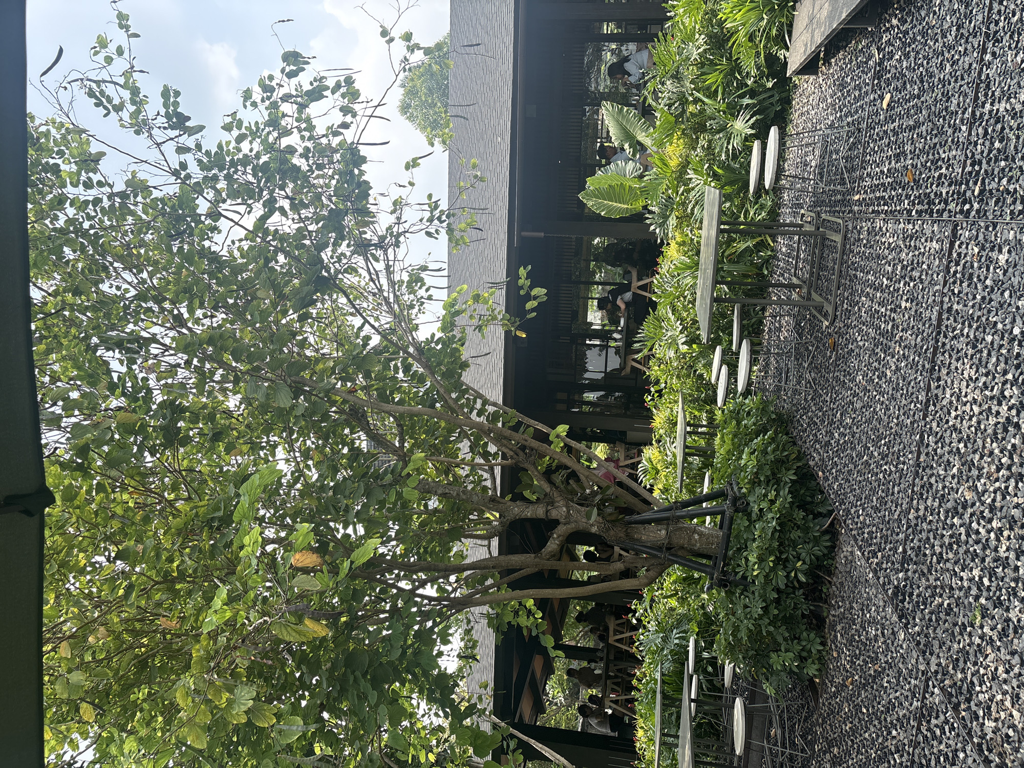 The image shows an outdoor seating area at a cafe, likely in Bandung, Indonesia, given the lush tropical vegetation. A large tree with dark seed pods dominates the foreground, casting shadows on a ground covered in dark grey gravel. Several tables and stools are arranged around the gravel area. In the background, a dark-colored building with a sloped roof and large windows is visible. Inside the building, several patrons are seated at tables, engaged in conversation or dining. Lush green plants and foliage surround the outdoor seating area and the building, creating a serene and natural ambiance. The sky is partly cloudy, suggesting daytime.