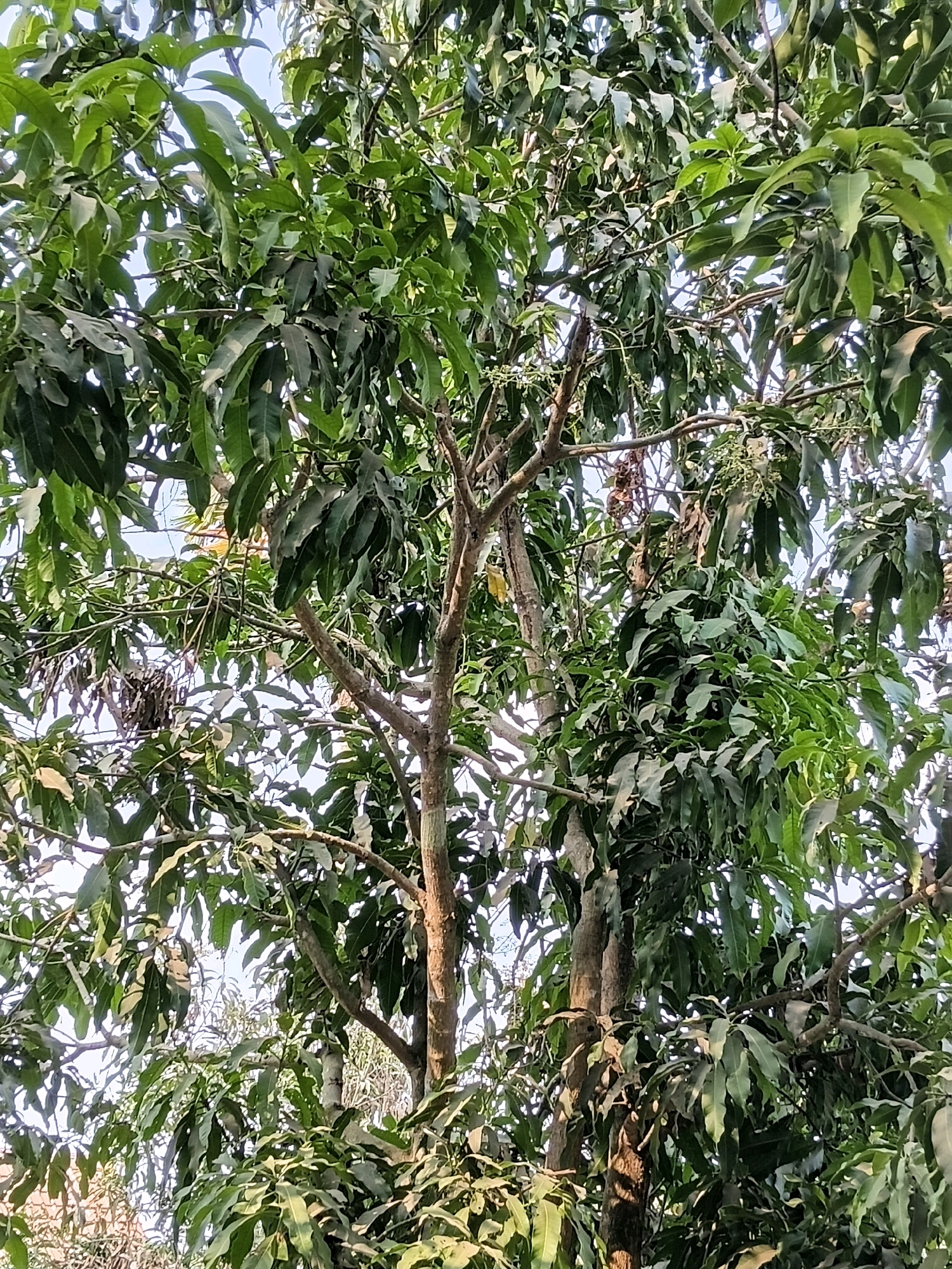 This is a vertical, medium shot of a dense mango tree with abundant green leaves and branches. The view is from below, looking up into the canopy. The sky is visible through some of the gaps in the leaves, appearing a light blue. The lighting suggests it is daytime, possibly late afternoon given the shadows. There are no people visible in the image. The image captures the natural environment of a tree, with some dead leaves and branches interspersed among the live foliage. The location is Margo Rukun, Indonesia.