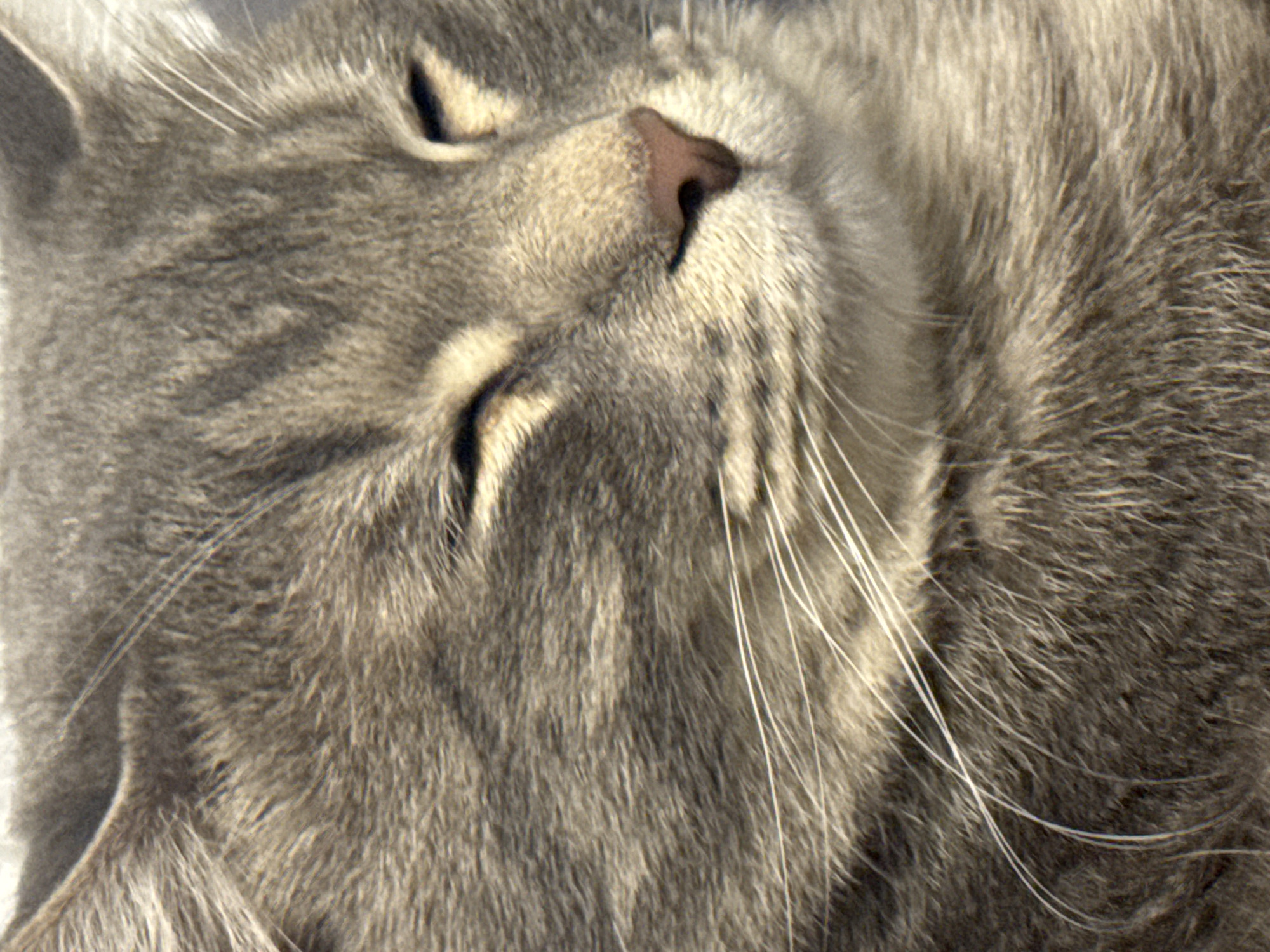 A close-up image focuses on the face of a gray tabby cat in repose. The cat's eyes are closed, and its pink nose is prominent. Long, white whiskers extend from the face. The fur is a mix of gray and lighter shades, with a dense texture. The environment is absent, only the cat's fur is visible. The city or place is unknown. The subject is the cat, and the action is sleeping.