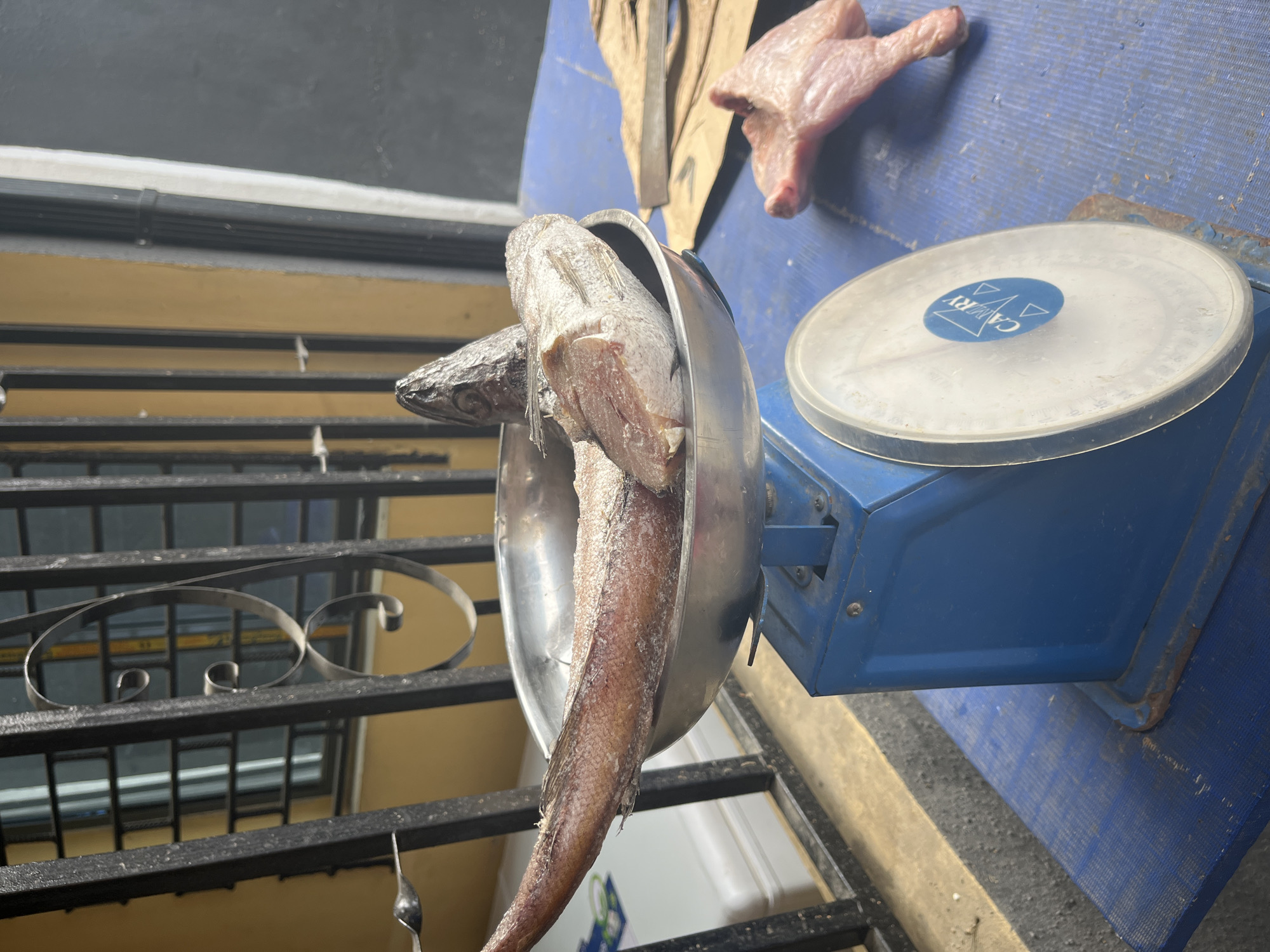 This media file captures a close-up, slightly tilted view of a market stall setup, likely in Ado, Nigeria, during daylight hours. The primary subject is a large, raw fish, possibly a barracuda, with a long, slender body, brownish-red skin, and some lighter, scaled sections, indicating it might be partially cleaned or frozen. The fish is precariously balanced or being weighed in a silver-colored metal pan, with its head and part of its body resting inside and its tail extending downwards out of frame.
Adjacent to the fish and pan, on the right, is a blue mechanical weighing scale with a circular, clear plastic plate. A blue label on the plate clearly shows the brand name "CAVARY," which appears upside down in the image. The scale itself exhibits visible signs of wear and tear, including some rust spots and general usage, characteristic of an active market environment. Nearby, on the same blue surface as the scale, lies a piece of raw, pinkish meat, resembling a chicken leg or thigh, and a crumpled piece of brown paper, possibly used for wrapping purchased items.
The blue surface beneath the scale and meat is textured and appears to be a counter or mat. In the foreground and along the left side, a black metal grille with decorative scrollwork is visible, suggesting it could be part of a display case, a window, or a protective barrier. A single spoon hangs from this grille. The background beyond the grille shows a structure with horizontal bars and light-colored walls, indicating an indoor or covered outdoor setting. The bright, natural illumination suggests it is daytime. The scene conveys the practical process of weighing and preparing fresh food items for sale in a local market.
