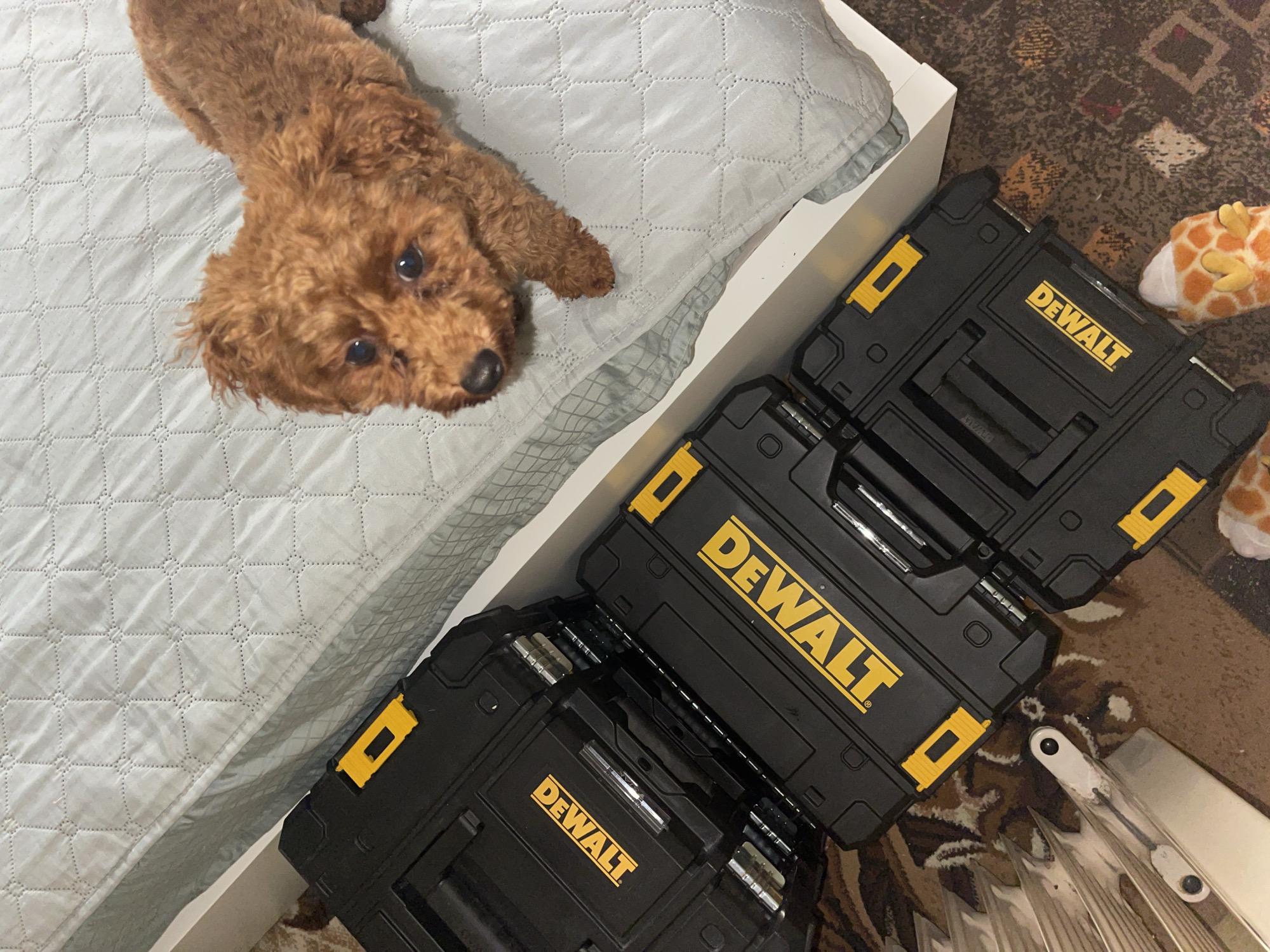 A high-angle shot depicts a tan poodle lying on a light grey quilted bedspread. Next to the bed is a stack of three black Dewalt toolboxes with yellow lettering. A giraffe plush toy is slightly visible on the carpet next to the toolboxes. A partially visible white object is also present next to the toolboxes on the carpet. The location is not discernable from the visual information provided.