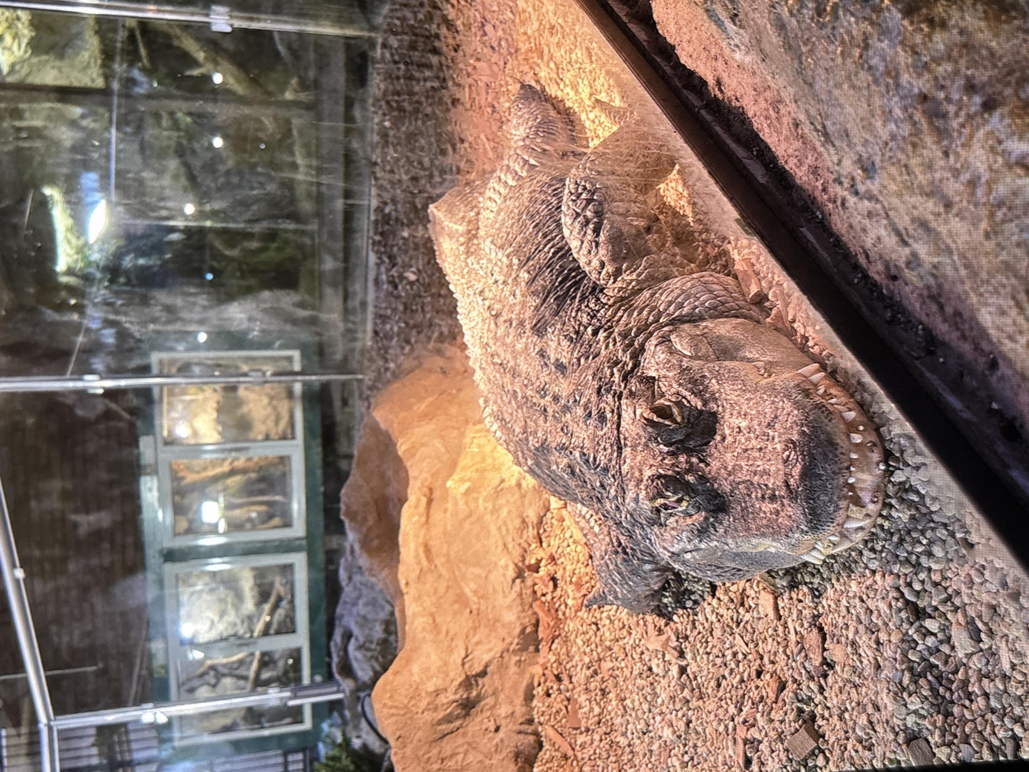 A reptile, likely a crocodile or alligator, is lying inside a glass enclosure with a rocky, sandy floor and a large rock formation. The scene is likely in a zoo or reptile exhibit in Reigate and Banstead, United Kingdom. Other enclosures are visible in the background.