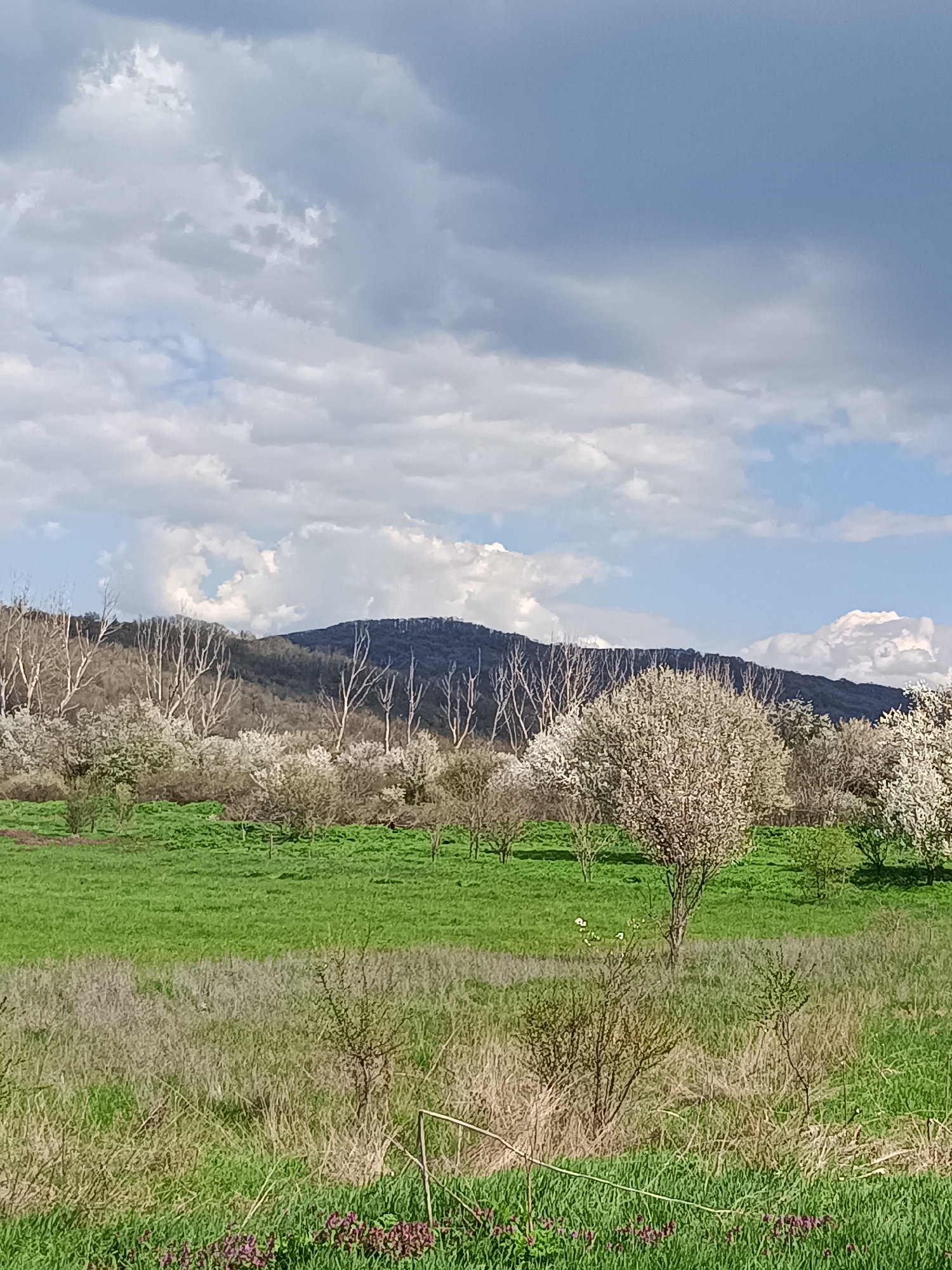 The image depicts a landscape in Vehtovo, Bulgaria, featuring a mountain range in the background. A field of green grass with scattered blooming trees extends towards the mountains. Some trees are bare, while others are in full bloom with white flowers. The foreground contains taller grass and small shrubs with a hint of purple flowers near the bottom of the frame. The sky is filled with a mix of white and dark clouds.