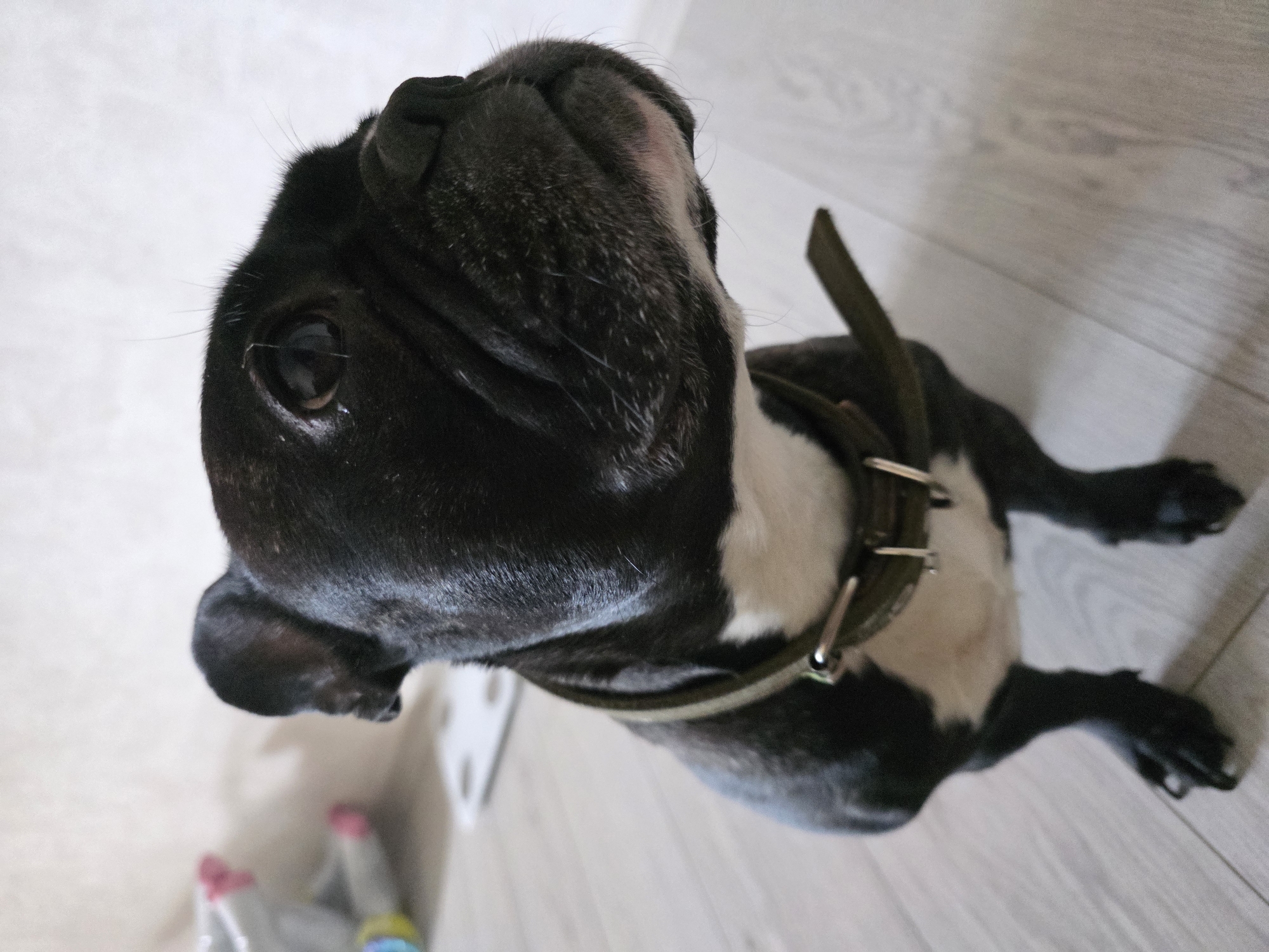 The image is a close-up, high-angle shot of a black and white French Bulldog wearing a dark green collar. The dog is lying on a light grey wooden floor. The dog's head is angled upwards, towards the camera, and its right eye is visible. In the lower left corner of the image, there are some out-of-focus items, including what appears to be a bag and several objects with colored caps. The image was taken indoors, but there is no further context about the location. There is no information in the image that suggests the location is Chaikovsky, Russia.