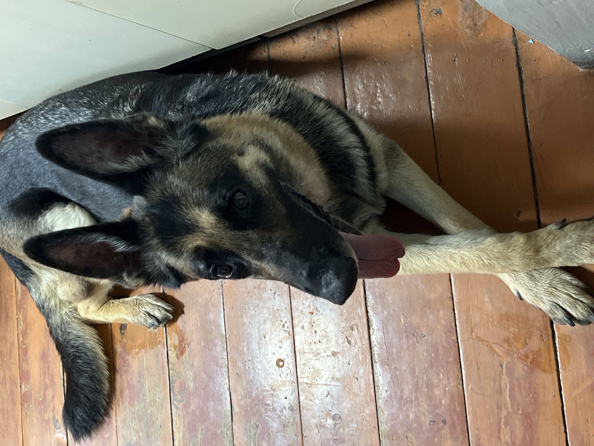 A German Shepherd dog lies on a wooden floor. The dog is mostly black and tan, with its tongue sticking out of its mouth. The floor consists of wooden planks with a reddish-brown tone, showing signs of wear. Part of a white object, possibly a piece of furniture or an appliance, is visible in the upper left corner. The dog is indoors. There is no verifiable evidence to confirm the location in the city of Nizhny Tagil, Russia.