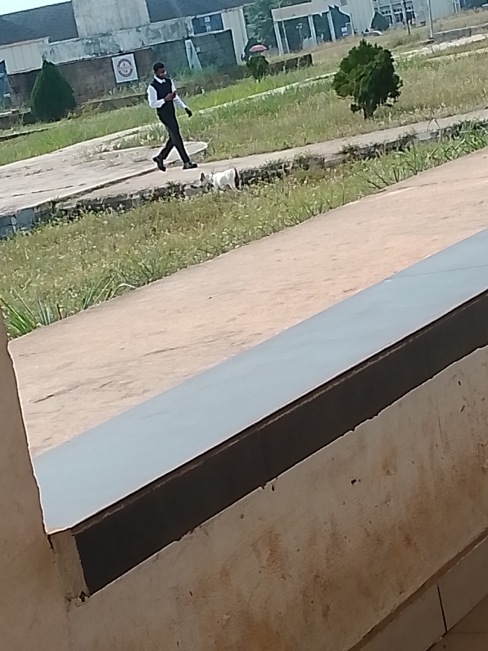 The image depicts an outdoor scene within the city of Ogboko, Nigeria, likely on an institutional or campus ground. In the mid-ground, a male individual is walking from left to right along a light-colored paved pathway. He is dressed in a white long-sleeved shirt, a dark vest, dark trousers, and dark shoes. His left arm is bent, and his right arm is extended. Below and slightly to the right of the man, a small, white animal, consistent with a goat, stands on a grassy patch, appearing to graze. The ground consists of concrete pathways and areas of green grass with sparse vegetation. In the background, multiple light-colored buildings with dark roofs are visible, along with several small, manicured green bushes. A dark grey ledge or wall occupies the lower right foreground, partially obscuring the lower portion of the scene.