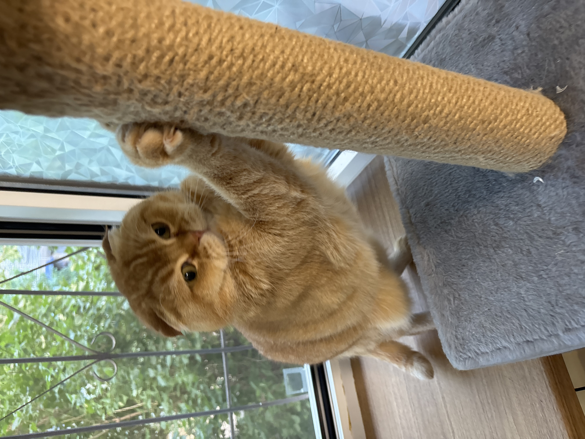 An orange tabby Scottish Fold cat is standing on a gray cat perch, stretching and scratching a thick, brown sisal rope scratching post. The cat's front paws are on the post, and its claws are extended. The cat's body is angled towards the scratching post, and its head is turned to the side, looking towards the camera with bright green eyes. Its ears are folded down, characteristic of the breed. Behind the cat, a window with a green leafy tree visible outside is framed by white trim. The background also shows a frosted glass window panel. The scene is set indoors, on what appears to be a wooden surface near a window.