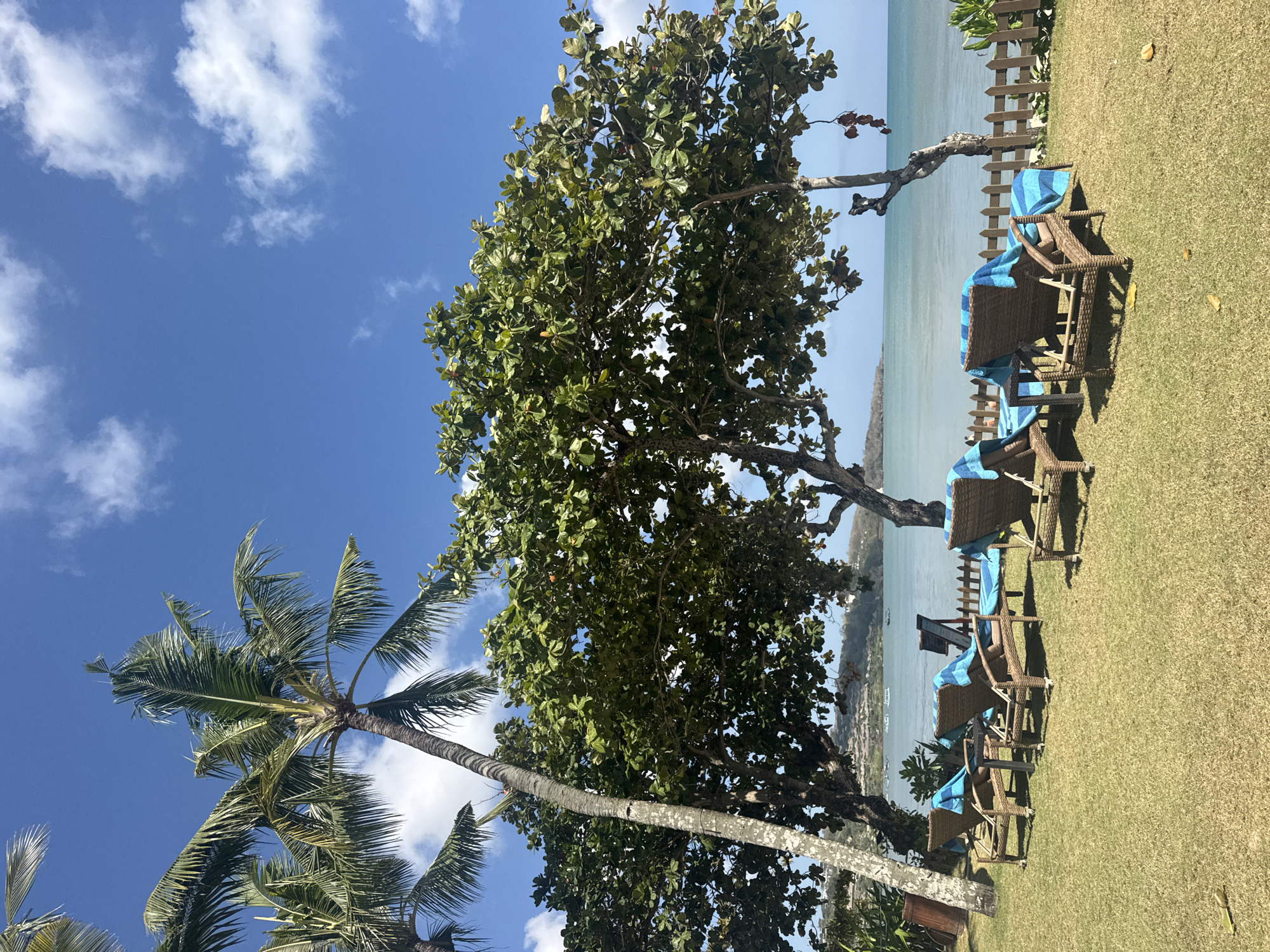 This image depicts a tranquil tropical scene in Kuta Selatan, Indonesia. The foreground is dominated by a lush green lawn with four wicker lounge chairs, each adorned with bright blue and white striped towels. The chairs are arranged facing the ocean, suggesting a resort or private beach setting. Behind the chairs, a light brown wooden fence separates the grassy area from the beach.
Beyond the fence lies the calm, turquoise ocean, stretching towards a hazy horizon. In the distance, hills covered in vegetation and structures are visible, hinting at the coastal development of the area. The sky is a vibrant blue, dotted with scattered white clouds, indicative of a clear, sunny day.
Several trees, including prominent palm trees with their characteristic fronds, flank the scene, providing shade and a quintessential tropical ambiance. The foliage of a large, leafy tree in the center of the frame creates dappled shadows on the grass and chairs. The overall impression is one of relaxation and natural beauty, characteristic of a popular tourist destination like Kuta Selatan.