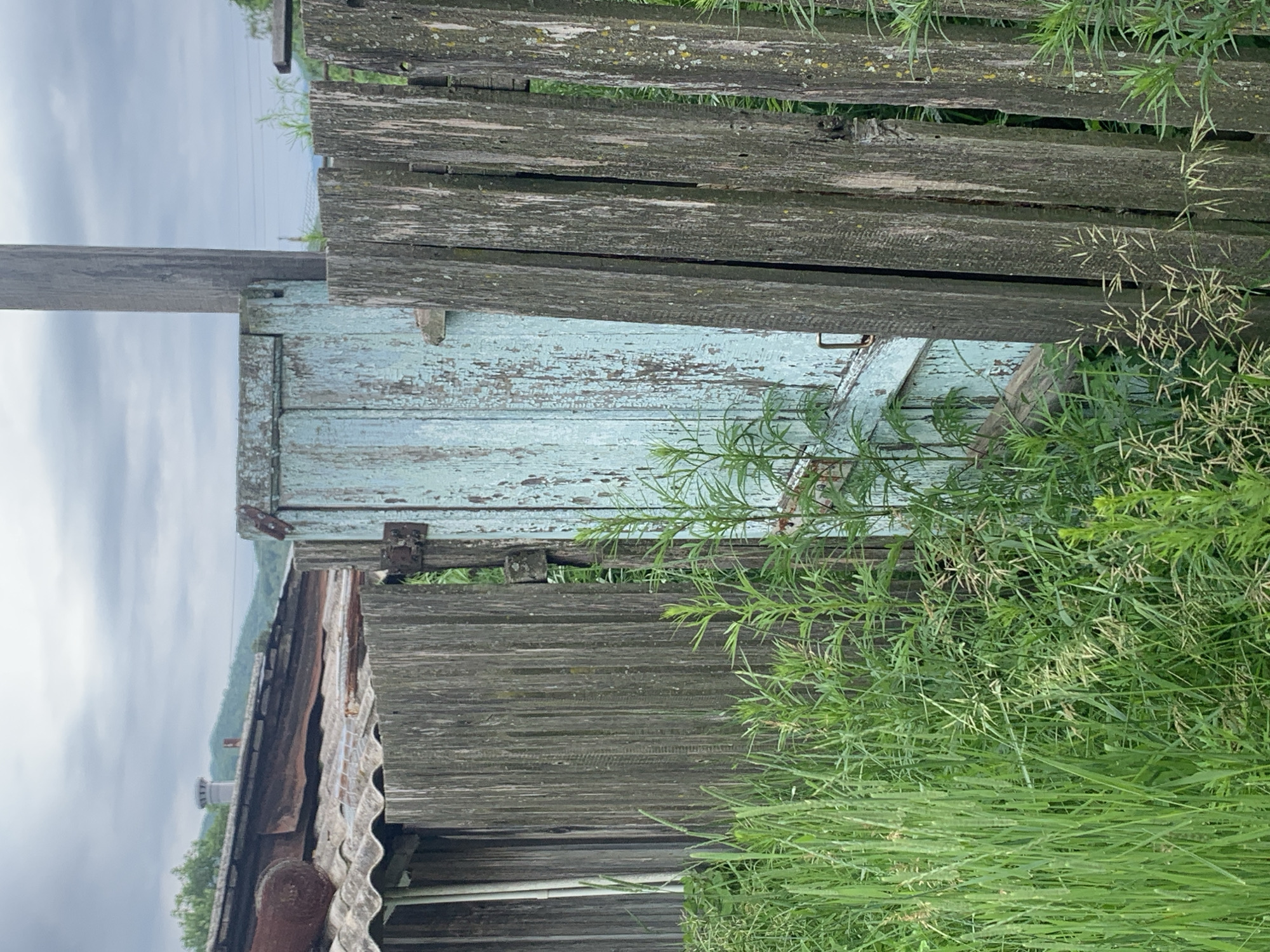 This image depicts an outdoor scene in the village of Ustinovka, Russia. The foreground is dominated by lush, green grass and vegetation, obscuring the lower portions of the structures. Behind the foliage, a weathered wooden fence runs vertically through the frame. To the left of the fence, a portion of a rustic building is visible, featuring a corrugated metal roof with areas of rust. Further to the left, another section of a wooden structure with vertical planks is present. Directly behind the fence, a pale blue wooden door stands ajar, revealing a glimpse of greenery beyond. The door exhibits peeling paint and appears old and worn. The sky above is overcast and a neutral gray. A wooden utility pole stands to the right of the door. The overall impression is one of rural neglect or abandonment, with natural elements encroaching on man-made structures.