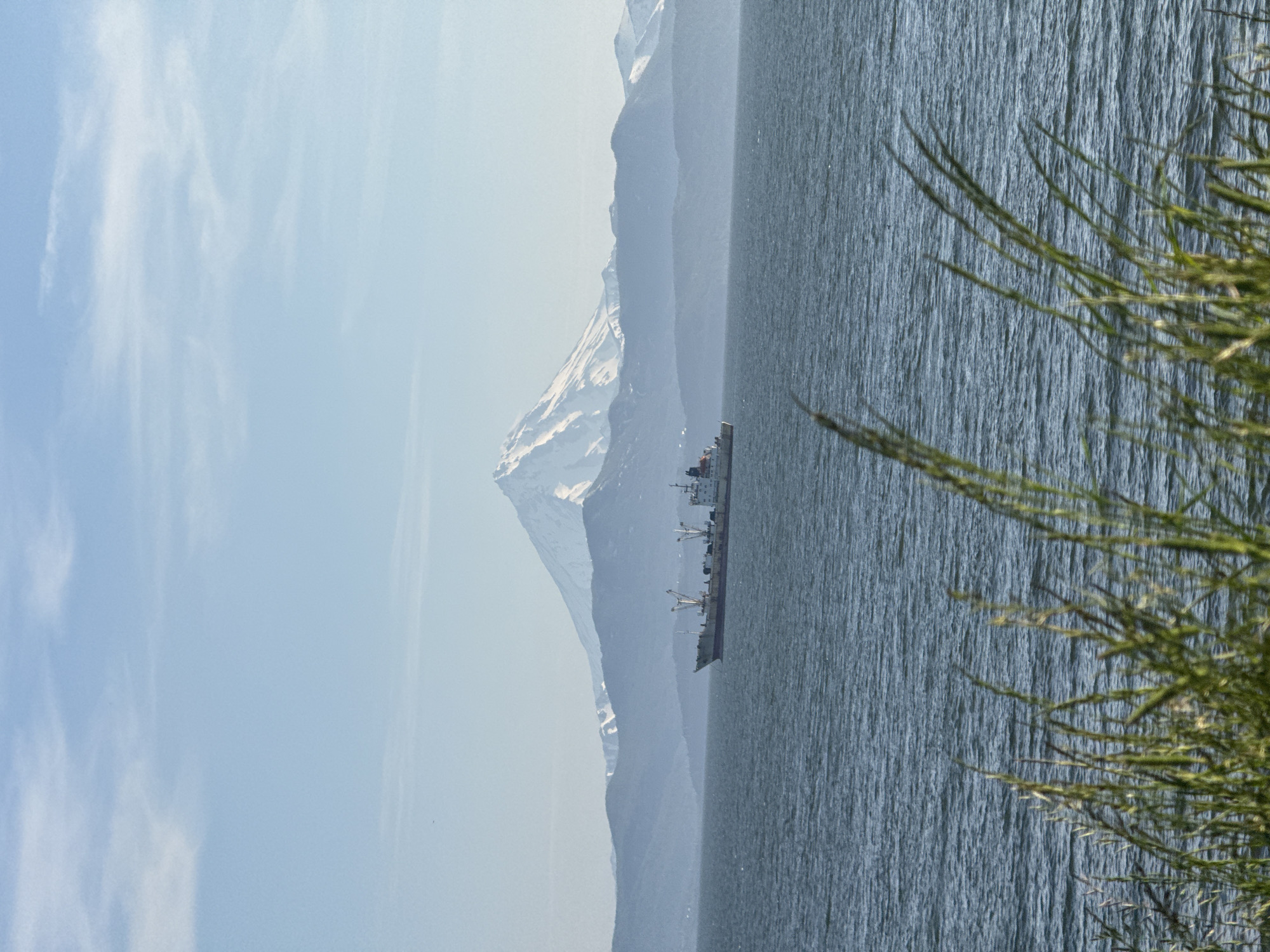The image shows a large ship sailing on the ocean with a snow-capped volcano in the background. The sky is clear and blue with some wispy clouds. The foreground is filled with tall grass, slightly blurred by the wind. The ship is white and red, with a crane visible on its deck. The volcano is a majestic, conical shape, with snow covering its upper slopes. The ocean is a deep blue, with small waves. The scene appears to be a landscape photograph taken in a coastal area. The volcanic mountain is likely the Vilyuchinsky volcano, and the ship could be in the Avacha Bay, near Petropavlovsk-Kamchatsky, Russia, a city known for its stunning volcanic landscapes and proximity to the Pacific Ocean.