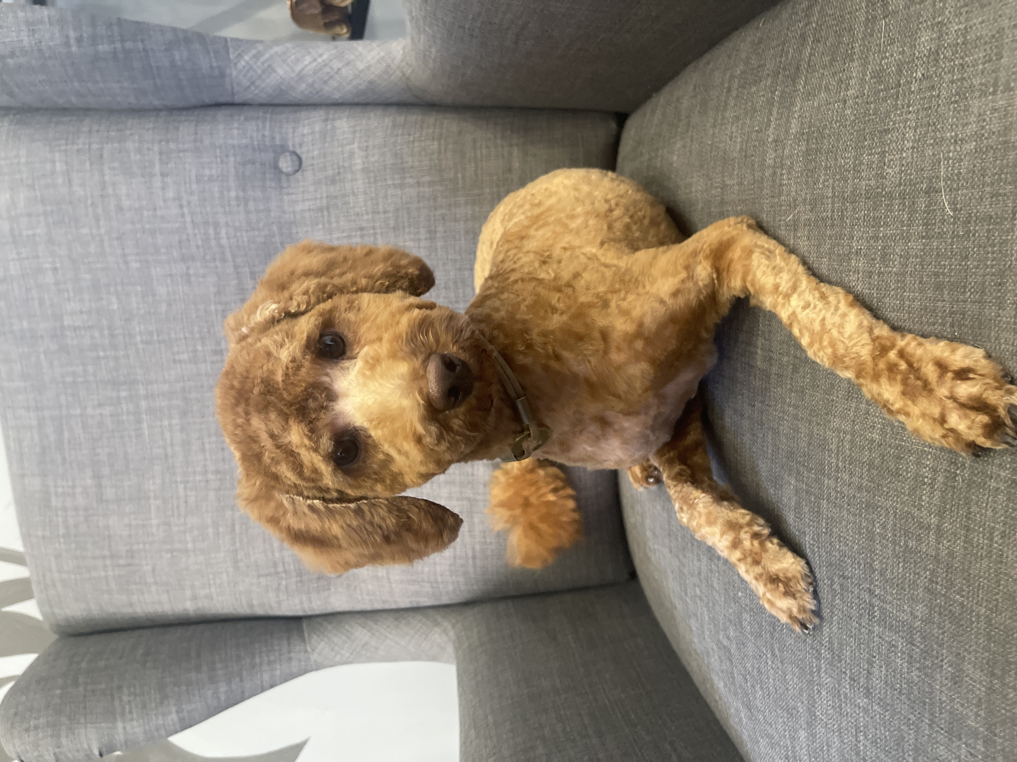A tan poodle dog is sitting in a gray armchair in an indoor setting. The dog is facing forward and looking at the camera with its front paws extended forward. The dog has a short haircut and is wearing a tan collar. The armchair is upholstered in a textured gray fabric and has high arms. The background of the image is out of focus, but appears to be a wall with some decorative items. The lighting in the image is soft and even.