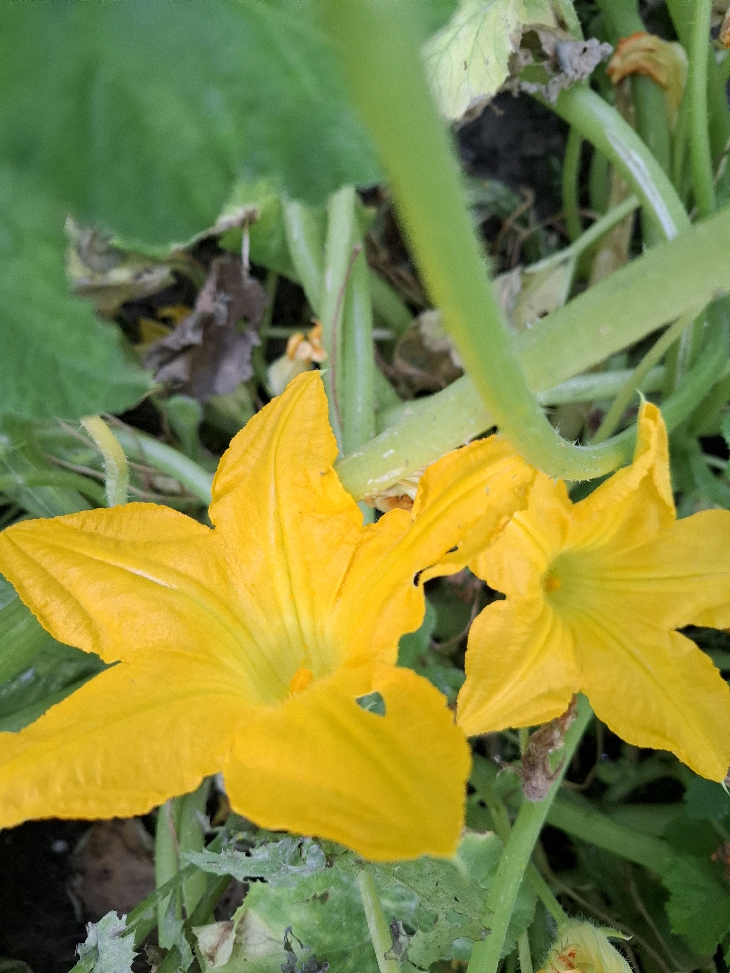 This is a close-up, eye-level photograph of two bright yellow squash blossoms in various stages of bloom, set against a backdrop of green foliage and vines. The blossoms are large and trumpet-shaped, with delicate, ruffled petals. The left blossom is fully open, its petals spread wide, while the right blossom is slightly more closed. The image is focused on the flowers, with the background appearing slightly blurred, highlighting the vibrant color and texture of the petals. The scene appears to be outdoors in a garden setting. There is no indication of the city of Tyumen, Russia, or any specific location within it.