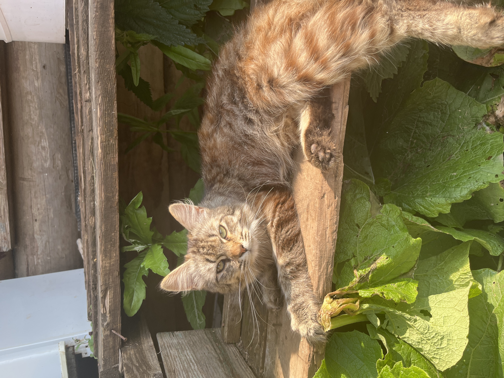 A fluffy, brown and ginger tabby cat with green eyes is lying on a wooden plank. The cat is facing the camera, with its front paws extended. The background consists of green leaves and weathered wooden structures, suggesting an outdoor, possibly rustic, setting. There are no people or other animals visible in the image. The lighting indicates it is daytime, with sunlight casting shadows. The location is not identifiable within the image.