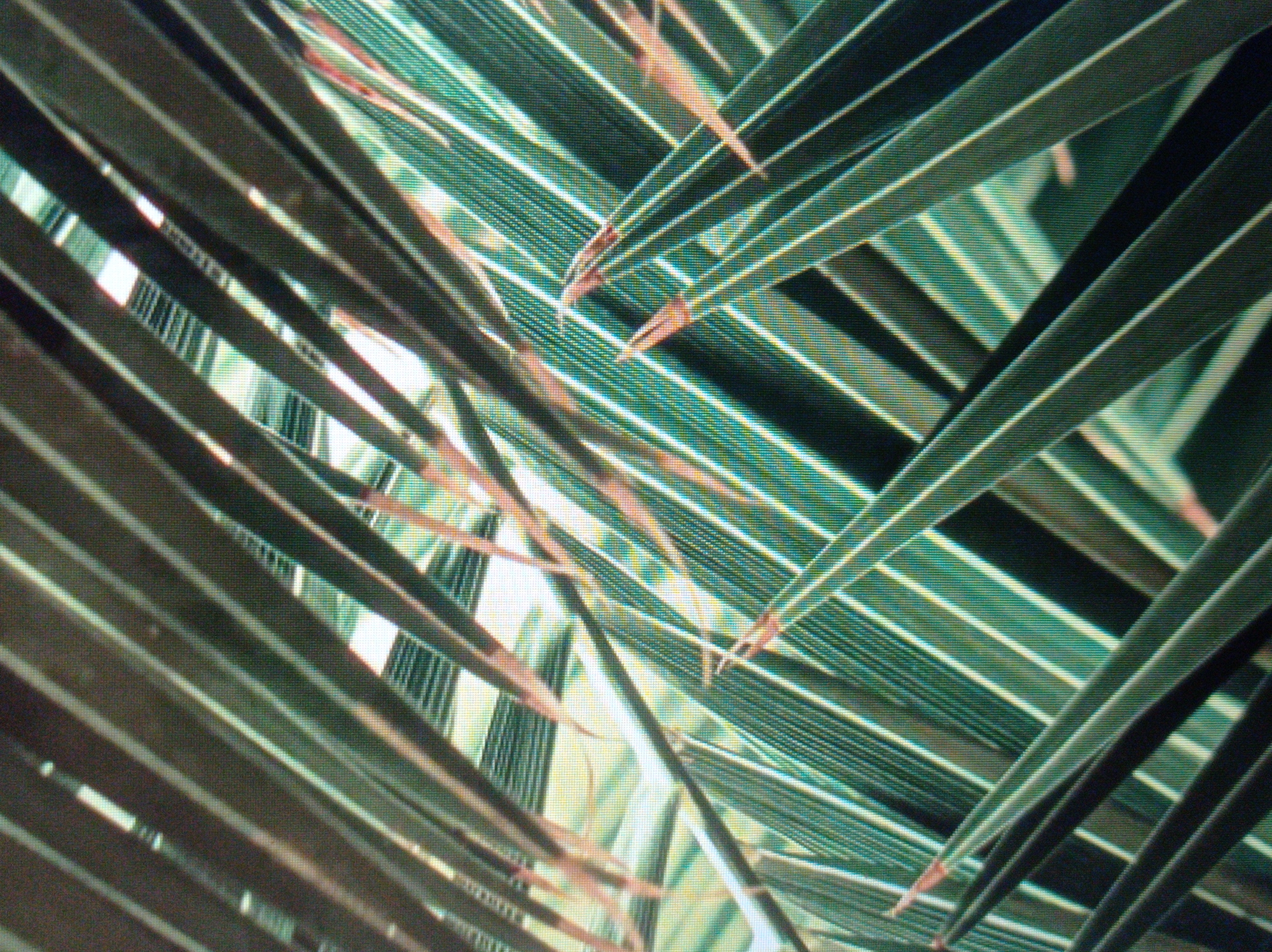 The image is a close-up of palm fronds, with a focus on their shape and texture. The fronds are dark green with lighter green and white stripes running down their length. Some fronds appear to be tipped with a reddish-brown color. The fronds are overlapping and arranged in a diagonal pattern, creating a sense of depth and movement. The background is blurred, with hints of lighter colors and what appear to be more fronds or leaves. The image has a slightly grainy quality, suggesting it may have been taken with a low-resolution camera or in low light conditions. There are no people, animals, or man-made objects visible in the image.
The image does not contain any information or context that would allow for identification of its location in Mukachevo, Ukraine.