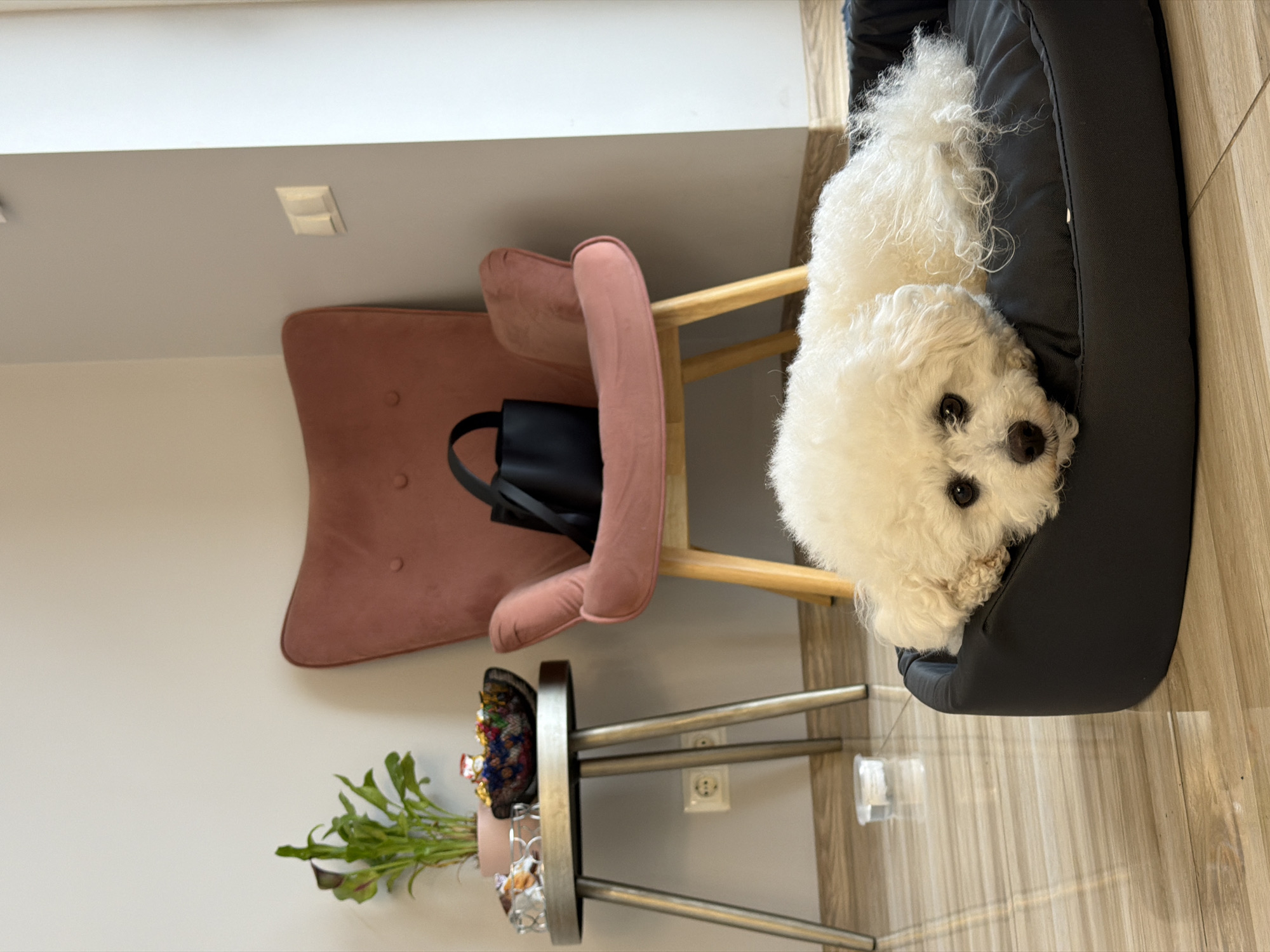 A medium shot depicts a domestic interior scene, likely in a residential building in Riga, Latvia, based on common architectural styles in the city. A small, white Bichon Frise dog is lying down in a black dog bed placed on the floor. Adjacent to the dog bed is a modern chair with a rose-colored seat and wooden frame. A black tote bag is hanging on the back of the chair. A small, round, multi-tiered side table stands to the side of the chair, featuring a potted plant and decorative items. A European-style electrical outlet is visible on the wall. The floor is covered in light-colored wooden planks. The wall is painted in a neutral, off-white color.