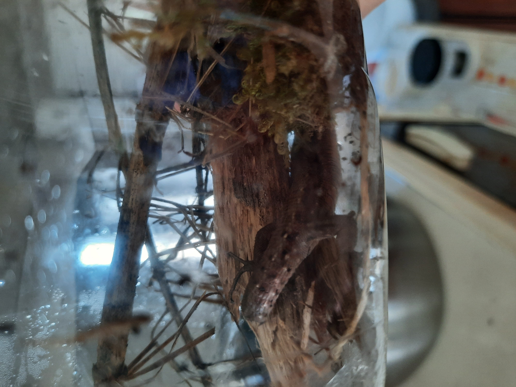 A close-up, indoor shot depicts a clear, cylindrical container holding natural materials. Inside the container are twigs, branches, a piece of bark with moss or lichen, and a dark-colored lizard clinging to the bark. The container is partially obscured by condensation or water droplets on its surface. The background is blurred, but elements of a kitchen or utility area are visible, including a white appliance with dark controls and a light-colored countertop or sink. No people are distinctly visible in the frame. The image does not provide enough information to ascertain the location in Krasnogorskoye, Russia.