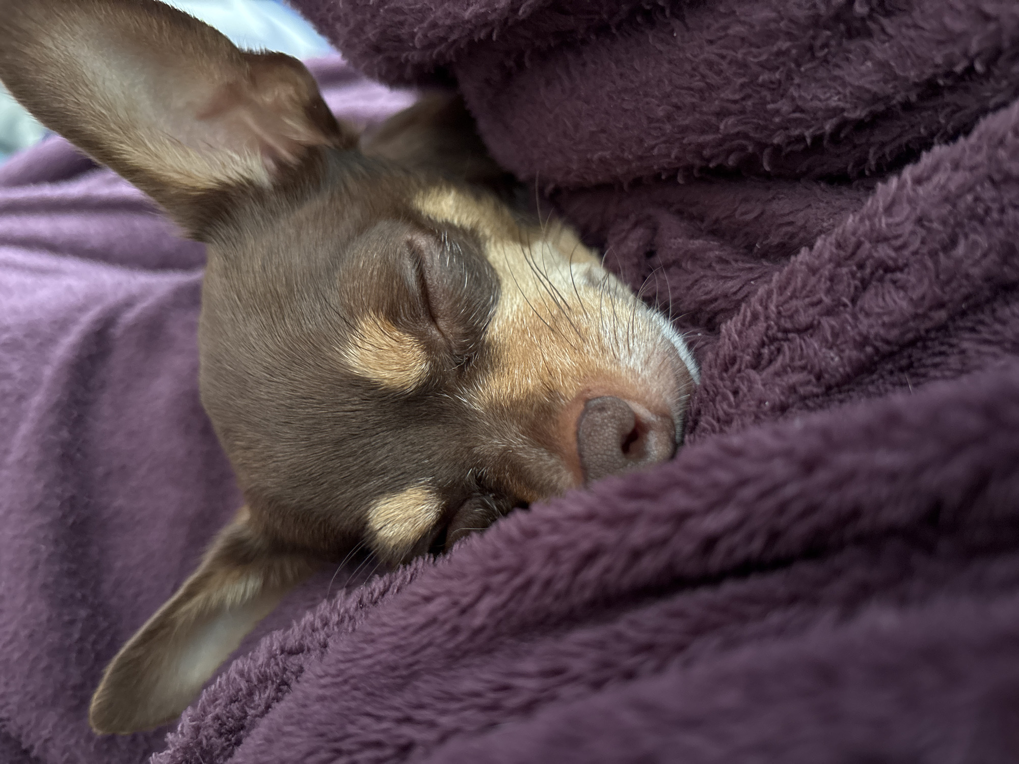 A close-up shot depicts a brown and tan Chihuahua dog asleep, nestled in a purple, textured blanket. The dog's eyes are closed, and one ear is prominently visible, sticking upwards. The dog's fur is smooth and well-groomed. The texture of the blanket is soft and fluffy. There is no discernible indication of the location being Puebla, Mexico.