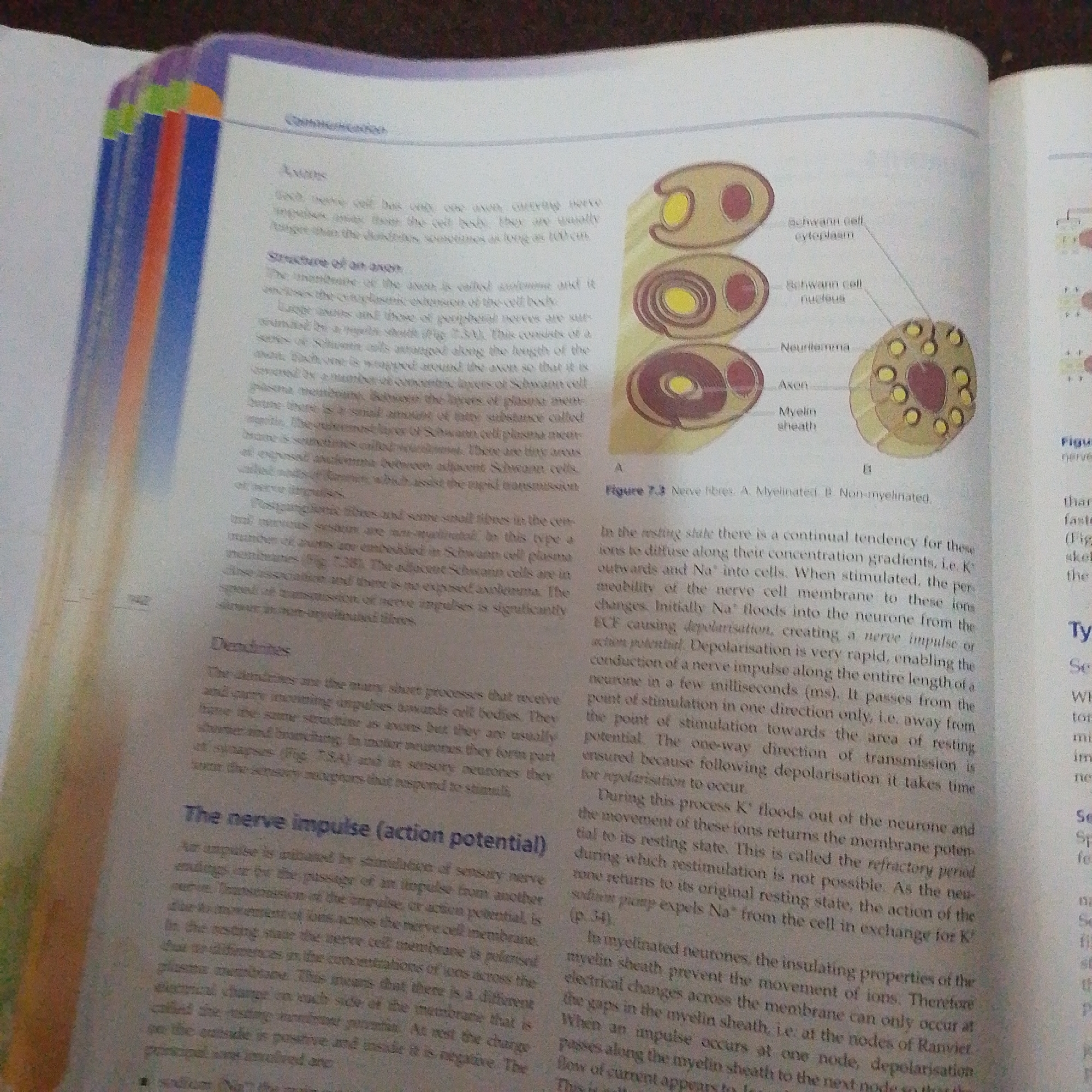 The image shows a page from a textbook discussing nerve cells. The left side of the page contains text about axons, dendrites, and nerve impulses. The right side of the page displays diagrams of myelinated and non-myelinated nerve fibers. There are no discernible elements in the image that would allow for the determination of its location in Jalingo, Nigeria, or any other city. The content is purely educational and scientific.