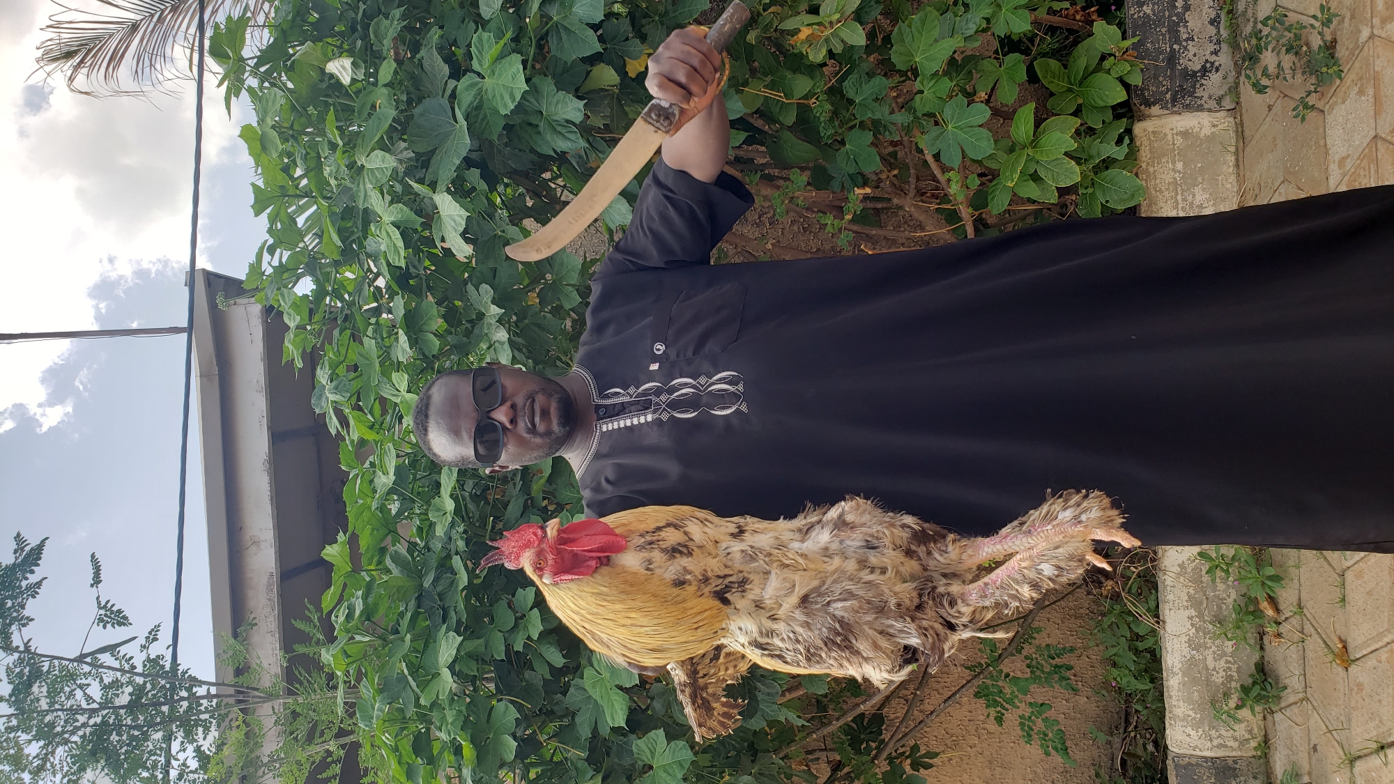 An adult man stands outdoors, turned sideways in the frame with his body rotated 90 degrees clockwise. He is wearing a black robe or garment, possibly a thobe or kaftan, adorned with white embroidered patterns around the neckline and chest. He has a short beard and is wearing dark sunglasses.
In his raised right hand, the man holds a large, curved knife or machete with a light-colored, possibly wooden, handle. In his left arm, he cradles a large live rooster, holding it upside down by its legs. The rooster is robust with a prominent red comb and wattles, and features a mix of yellow-gold, brown, and grey feathers.
The background consists primarily of lush green foliage, suggesting dense bushes or trees. Above the foliage, a clear sky with scattered white clouds is visible. On the left side of the frame, behind the greenery, a light-colored building or structure is partially visible. To the far right, a paved or concrete ground element can be seen.
The scene takes place during the daytime under natural light, indicative of fair weather. The man's pose, with the knife raised and the rooster held, strongly suggests an activity related to animal sacrifice or preparation for slaughter. No specific emotions are discernible from the man due to the sunglasses, and no visible text is present in the image. The location context provided is Sabon Tasha, Nigeria.