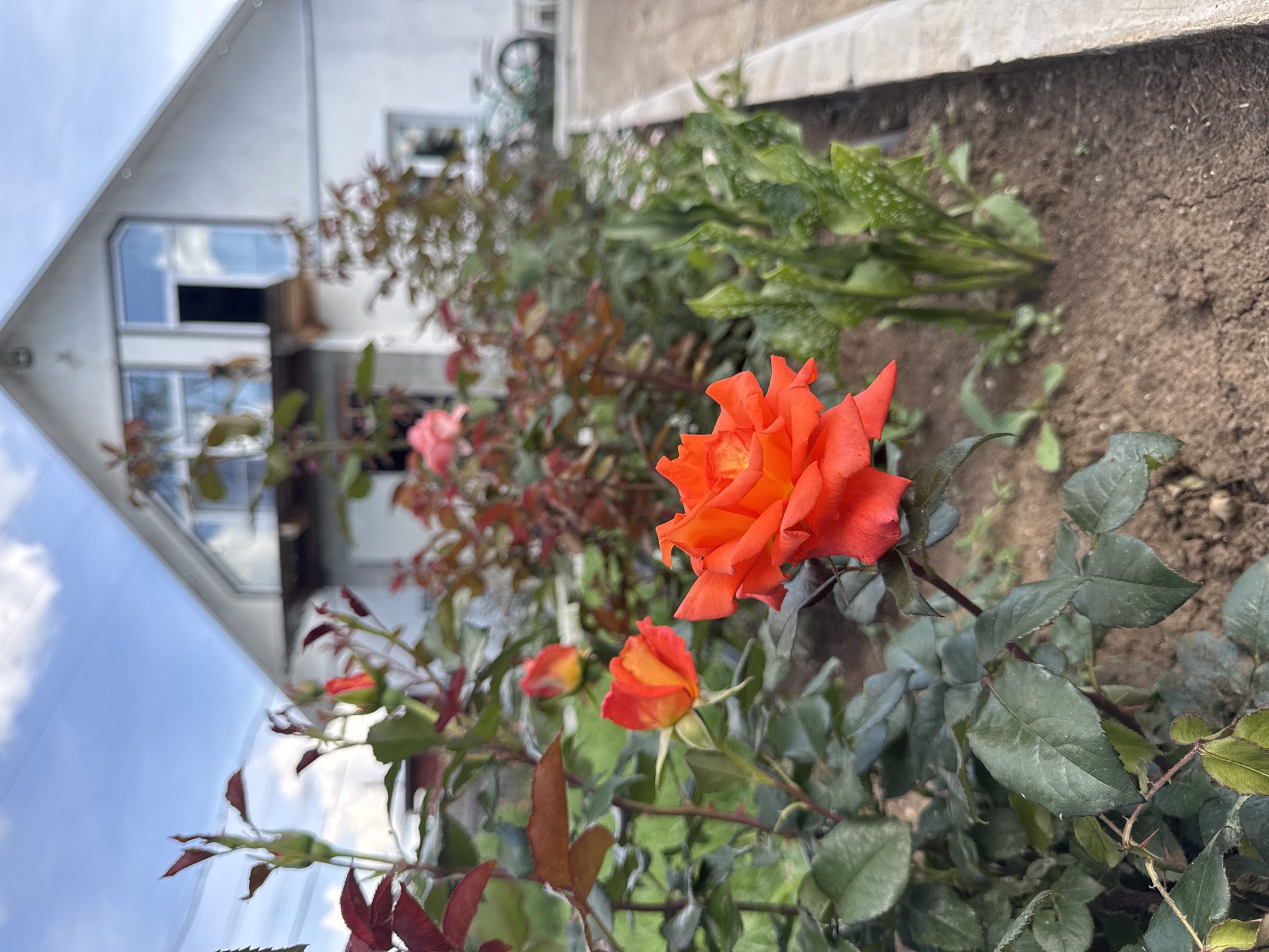 This is a medium shot, outdoor, vertical-oriented photograph that captures a close-up view of a blooming orange rose in the foreground. The rose is the primary subject, with its vibrant petals unfurling towards the viewer. Behind the rose, the image shows a blurred background of a garden with other rose bushes, some with pink blooms and reddish leaves. In the far background, a white house with prominent windows and a steeply pitched roof is visible, set against a cloudy sky. The ground appears to be soil, with some greenery interspersed.
The photograph seems to have been taken during the daytime, as suggested by the natural lighting and the blue sky. The overall mood is peaceful and serene, focusing on the beauty of nature. The location context is Chaikovsky, Russia, which might imply a temperate climate. There are no people visible in the image, nor any text. The scene depicts a tranquil garden setting, possibly a backyard or a park, with a house in the background. The detail of the rose's intricate petal structure and the soft focus on the background elements create a sense of depth and draw attention to the flower.