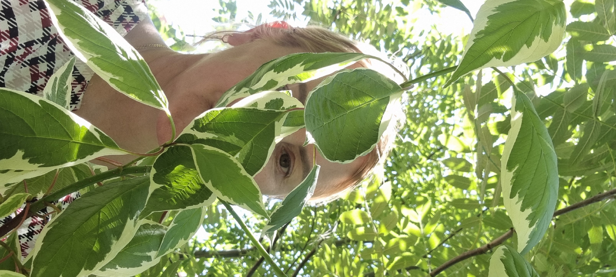 A close-up, eye-level shot shows a woman peeking through variegated green and white leaves of a plant. Her right eye and a portion of her forehead are visible, with blonde hair framing her face. She is wearing a patterned top with a red, white, and black plaid design and a thin silver necklace. The background is filled with out-of-focus green foliage and dappled sunlight filtering through the trees. The overall scene suggests an outdoor setting, likely in a park or garden, given the lush greenery. The image does not provide any specific clues to its location within Verzilovo, Russia, beyond being an outdoor, natural environment.