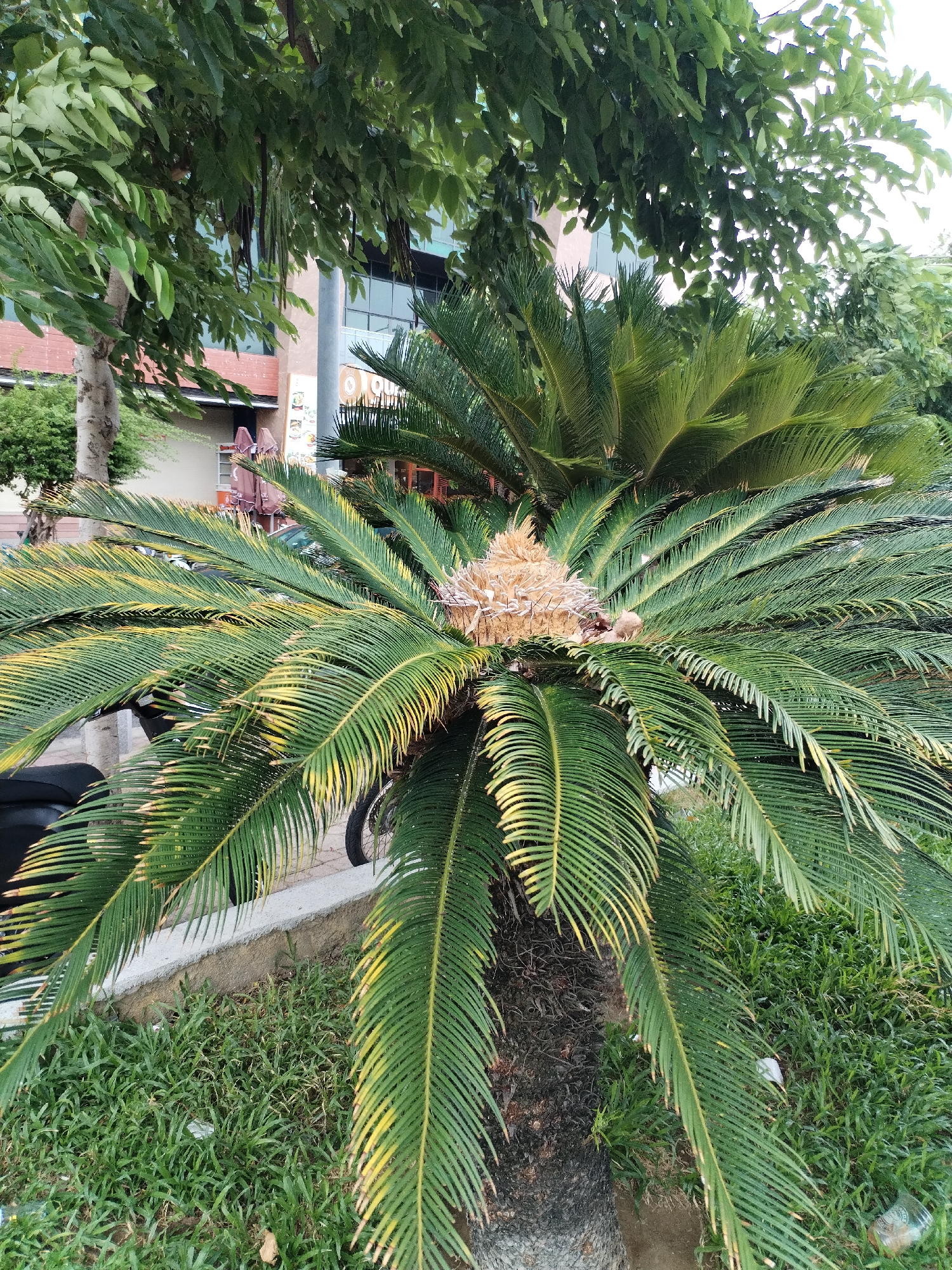 This is a medium shot, eye-level photograph taken outdoors on a slightly overcast day. The foreground is dominated by a sago palm tree, which is the primary subject. The palm has a thick, rough, dark brown trunk and a crown of long, stiff, dark green fronds that are tinged with yellow towards the tips. A light brown, cone-like structure is visible at the center of the palm's crown. The fronds arch outwards and downwards, some of them partially obscuring the background.
To the left of the palm, a portion of a black motorcycle is visible, parked near a light-colored concrete curb. Behind the curb is a patch of green grass, which appears somewhat unkempt, with some dry leaves and scattered pieces of litter.
In the background, there is a building with a light brown facade and a darker brown roof. The building has several windows, some of which are dark and reflective, suggesting they are large panes of glass. There are also some trees with green leaves visible above and to the right of the sago palm, and further to the left, a thinner tree trunk is visible. A thin, grey pole stands in front of the building, and some signage is attached to it. The overall impression is of an urban street scene in Nha Trang Ward, Vietnam, with a focus on the sago palm as a decorative element in the landscape.