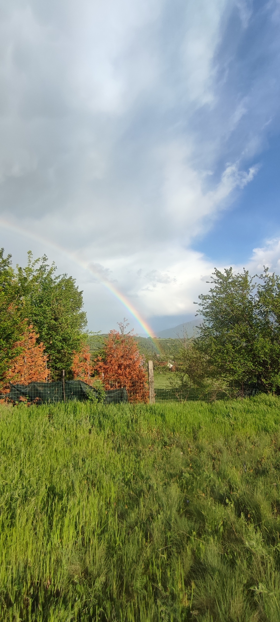 The image depicts a landscape in Gutsal, Bulgaria, featuring a vibrant rainbow arcing across the sky. The foreground is dominated by a field of tall, green grass. Behind the grass is a wire fence partially obscured by foliage. On either side of the rainbow's path are green trees, with some trees appearing brownish-orange. In the distance, the faint outline of a mountain or hill is visible beneath the rainbow. The sky is filled with a mix of white and grey clouds, with patches of blue sky visible on the right side.