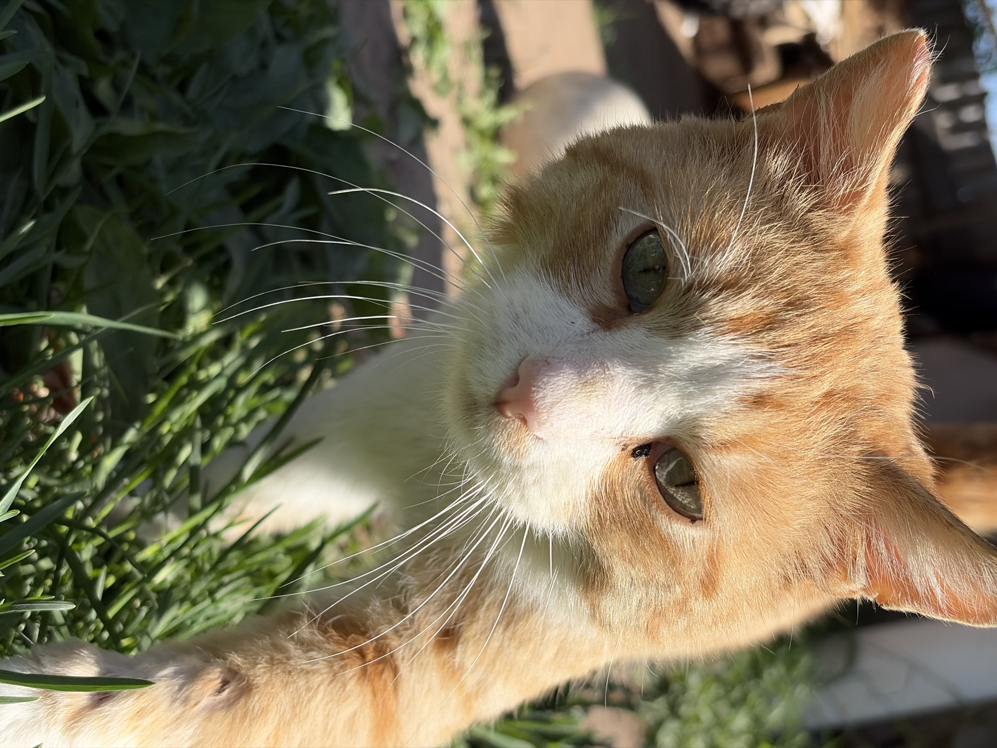A ginger and white cat is lying in green vegetation. The location is unknown and the city of Кемуль, Russia is not depicted in this image. The cat is looking at the camera with green eyes. The sun is shining.
